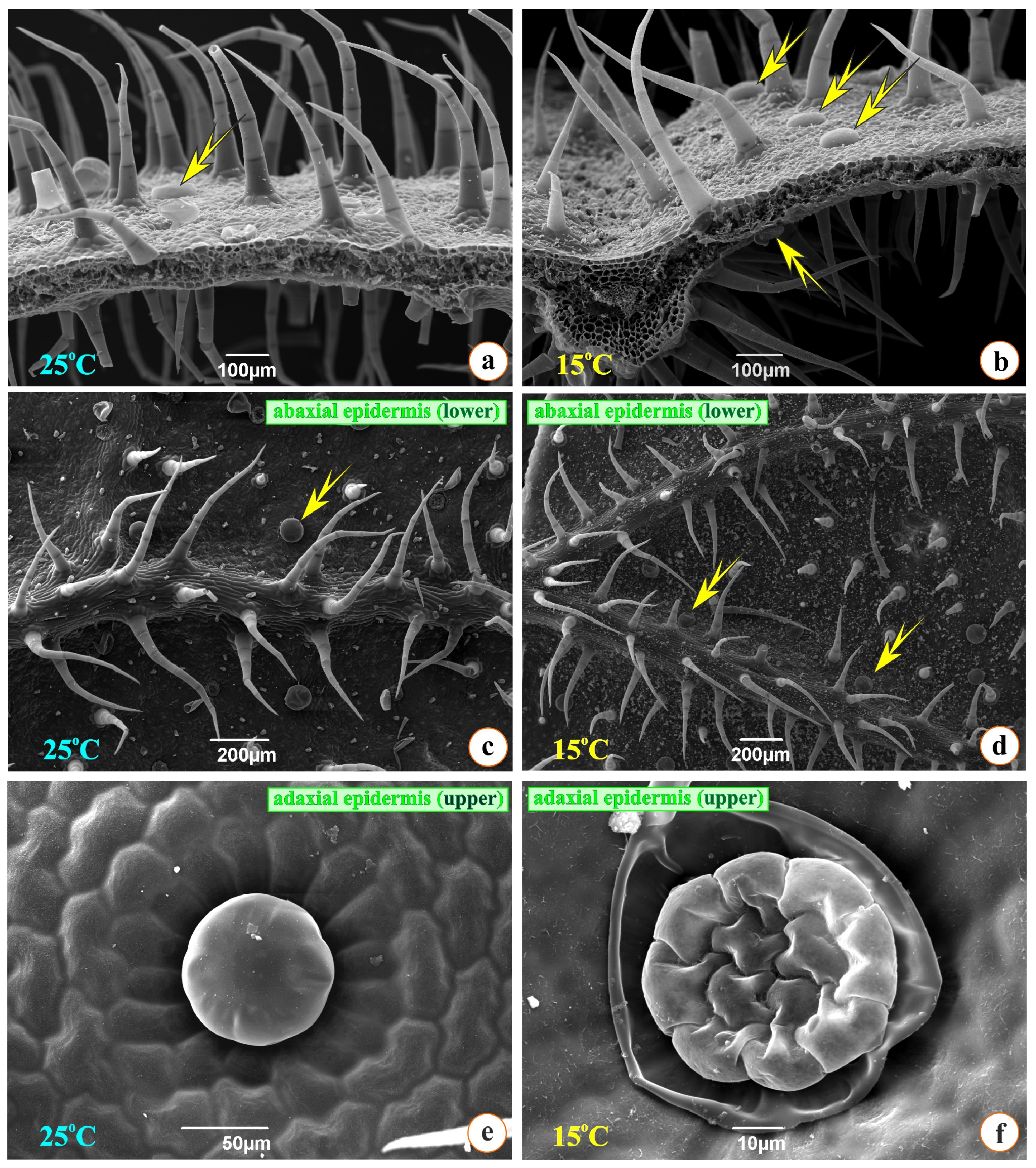 Metabolites 15 00103 g006 Metabolites 15 00103 g006