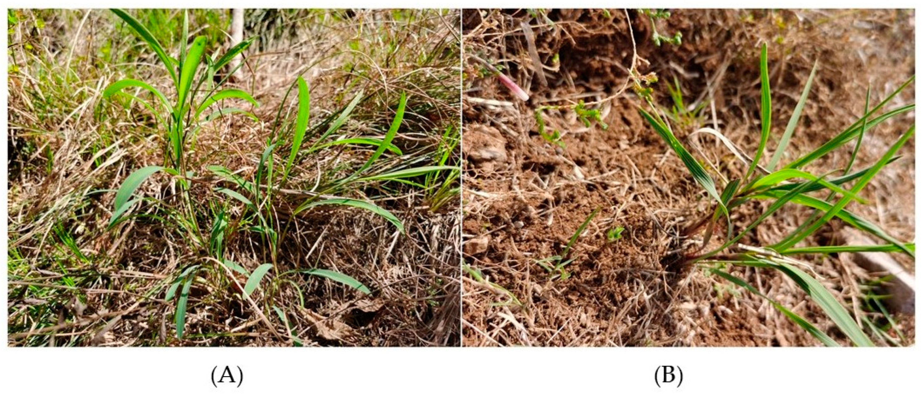 Metabolites 15 00119 g001