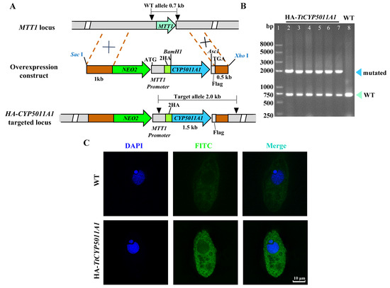 ミ・ω・ミ Metabolomics' Change Under β-Cypermethrin Stress and