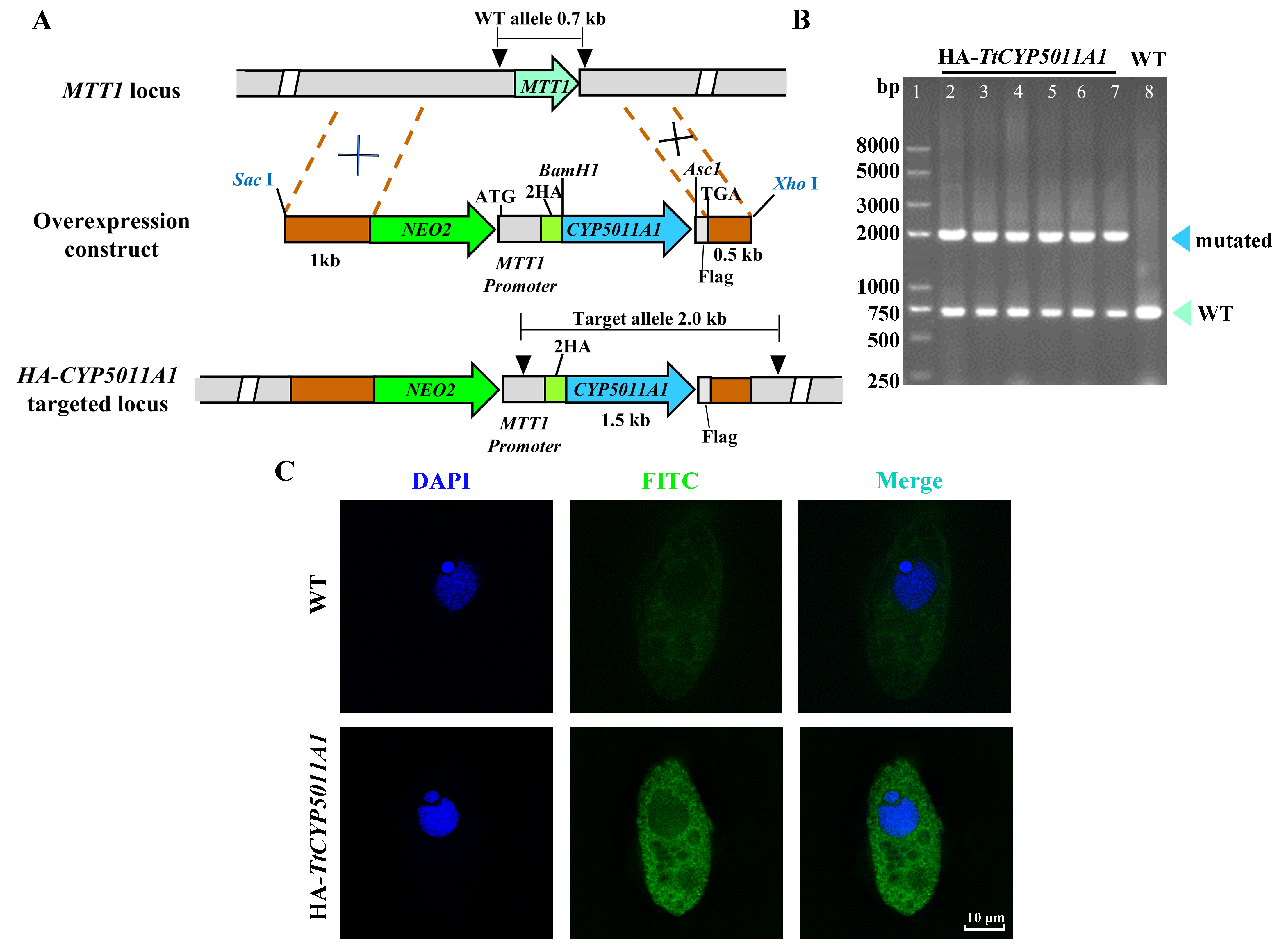 Metabolomics' Change Under β-Cypermethrin Stress and