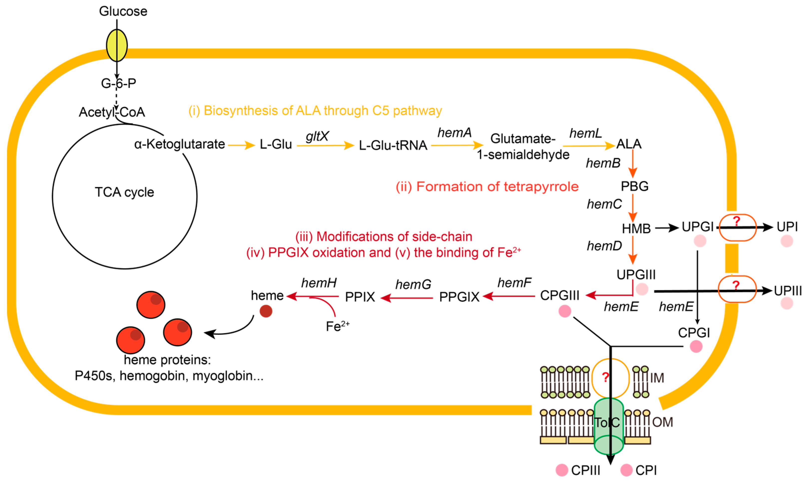 Metabolites 15 00151 g001