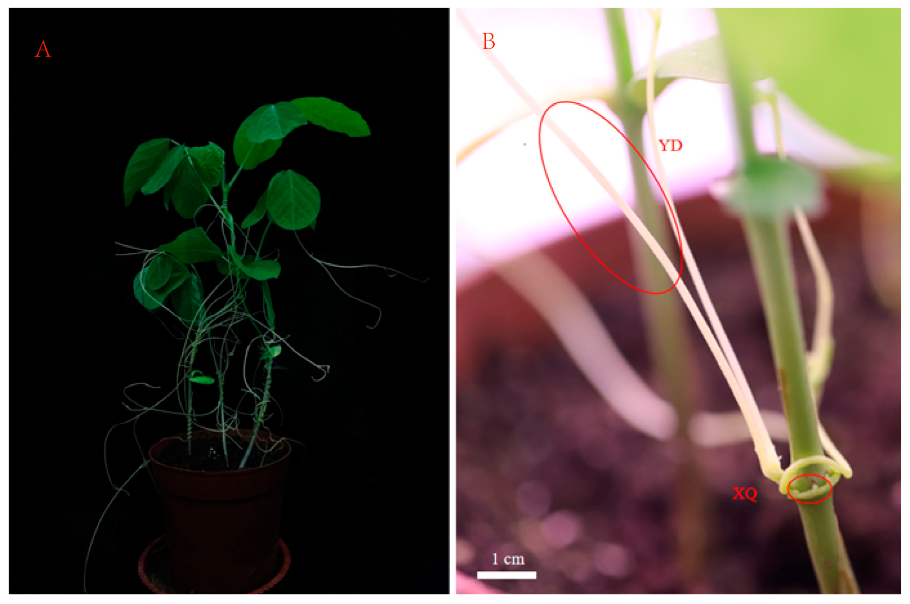 Metabolites 15 00172 g001