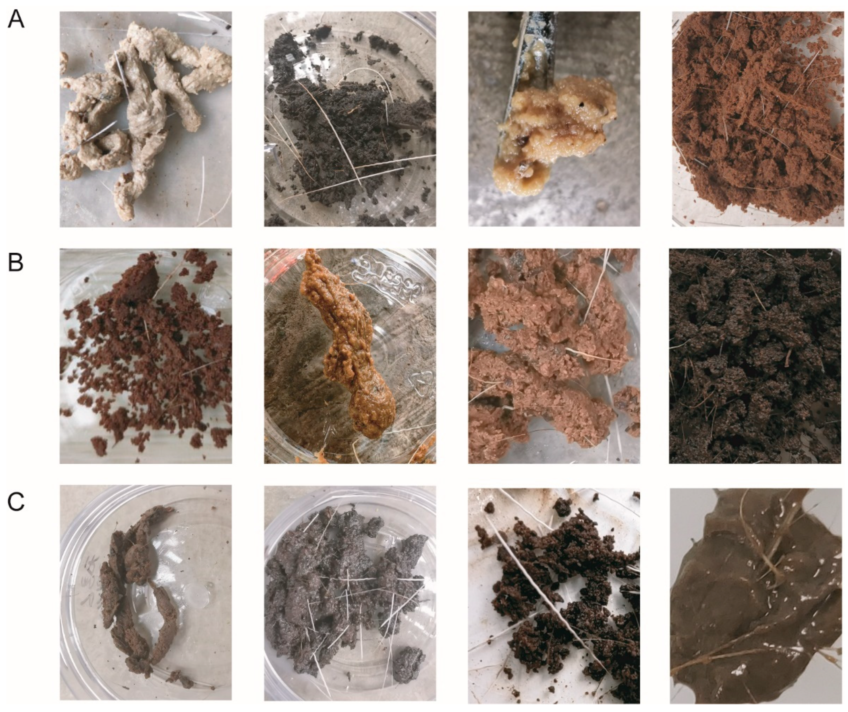 Volatile Compounds in Musk and Their Anti-Stroke Mechanisms