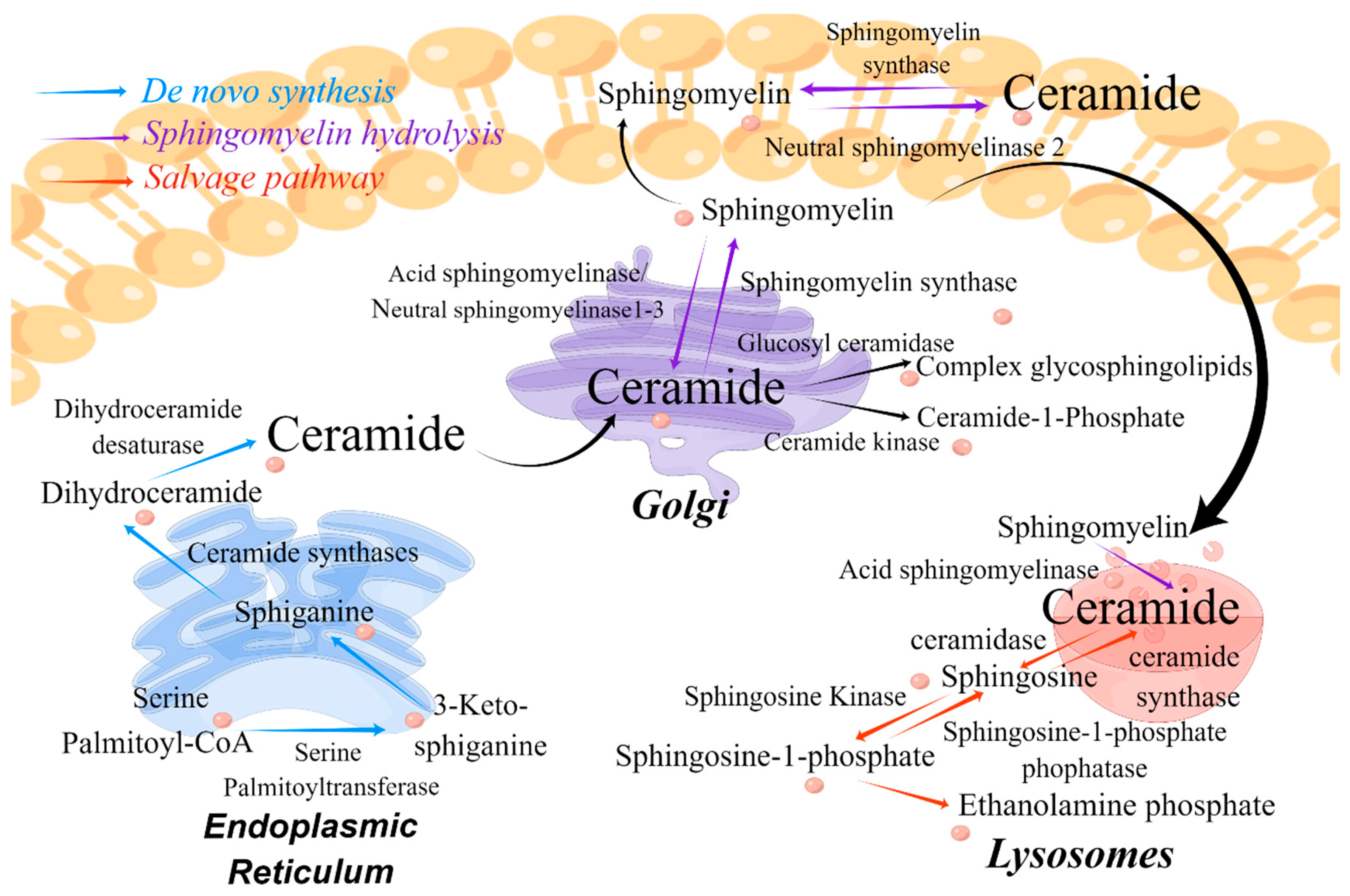 Metabolites 15 00195 g002 Metabolites 15 00195 g002