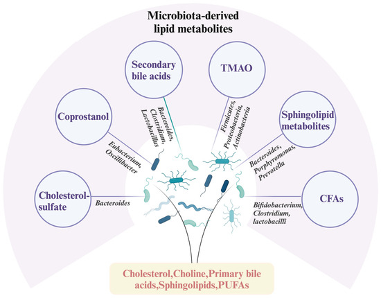 Gut-Microbiota-Driven Lipid Metabolism: Mechanisms and