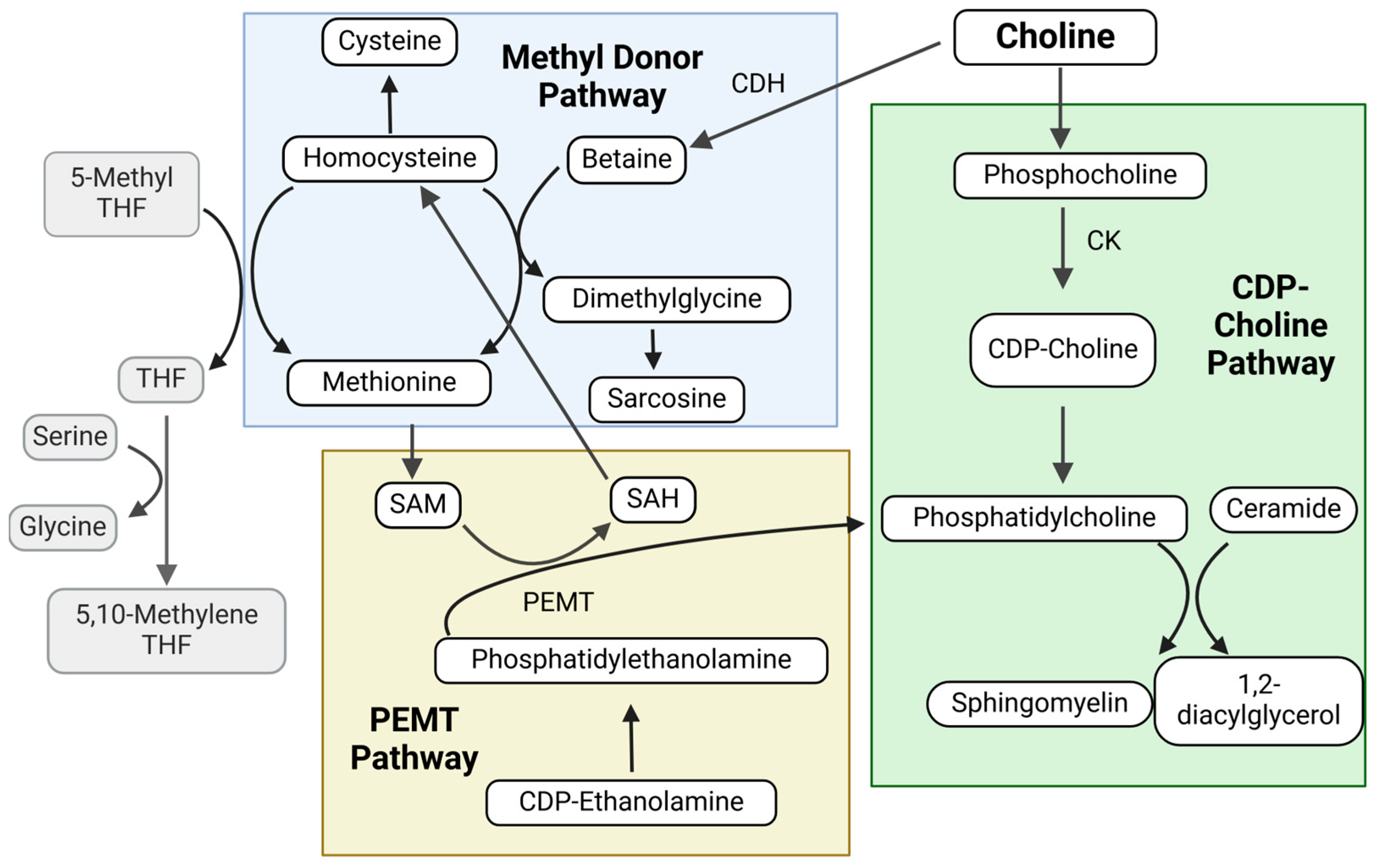 Metabolites 15 00289 g001