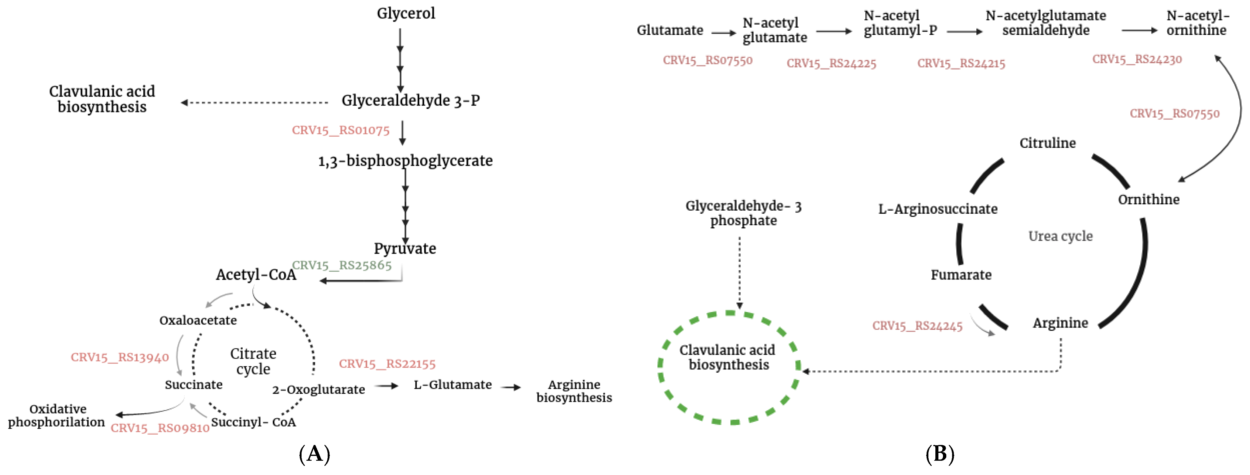 Metabolites 15 00337 g005