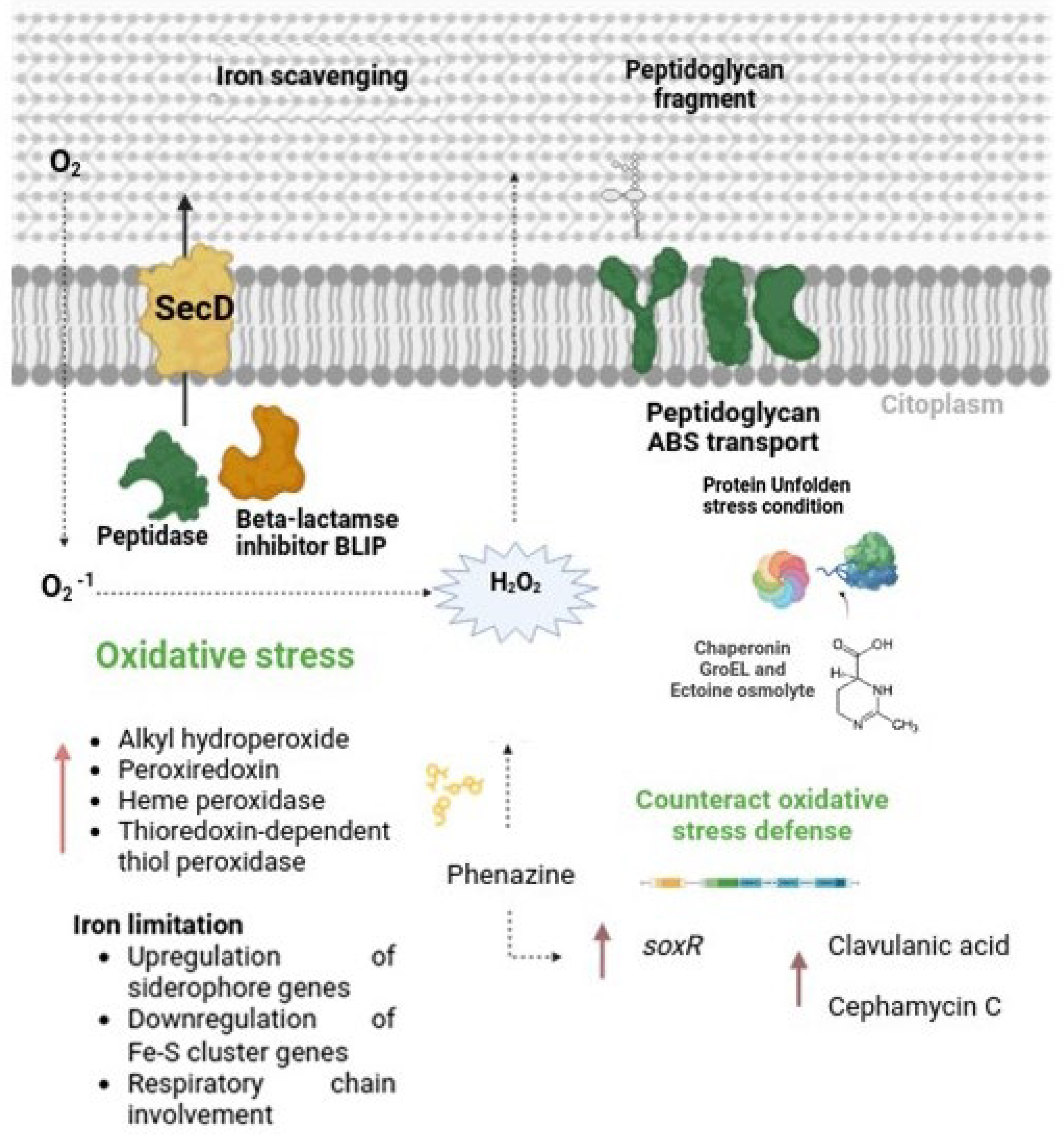 Metabolites 15 00337 g007