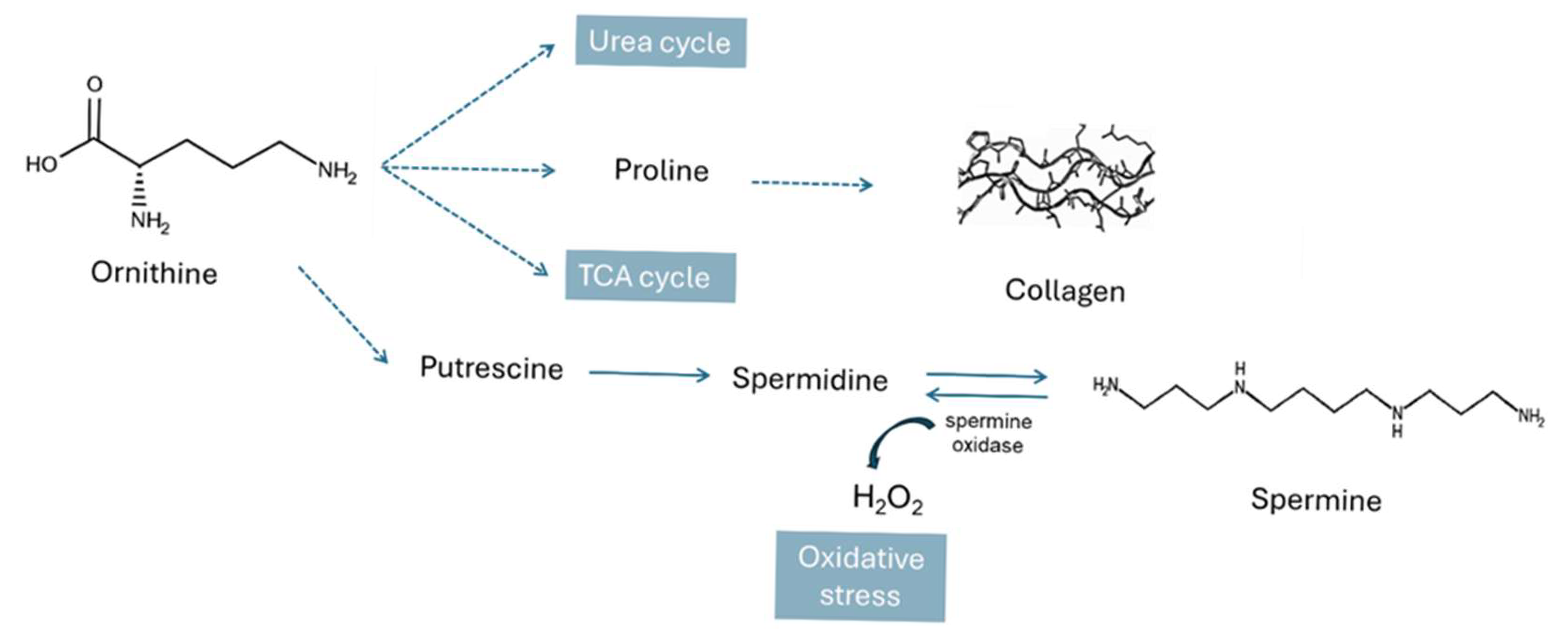 Metabolites 15 00396 g009