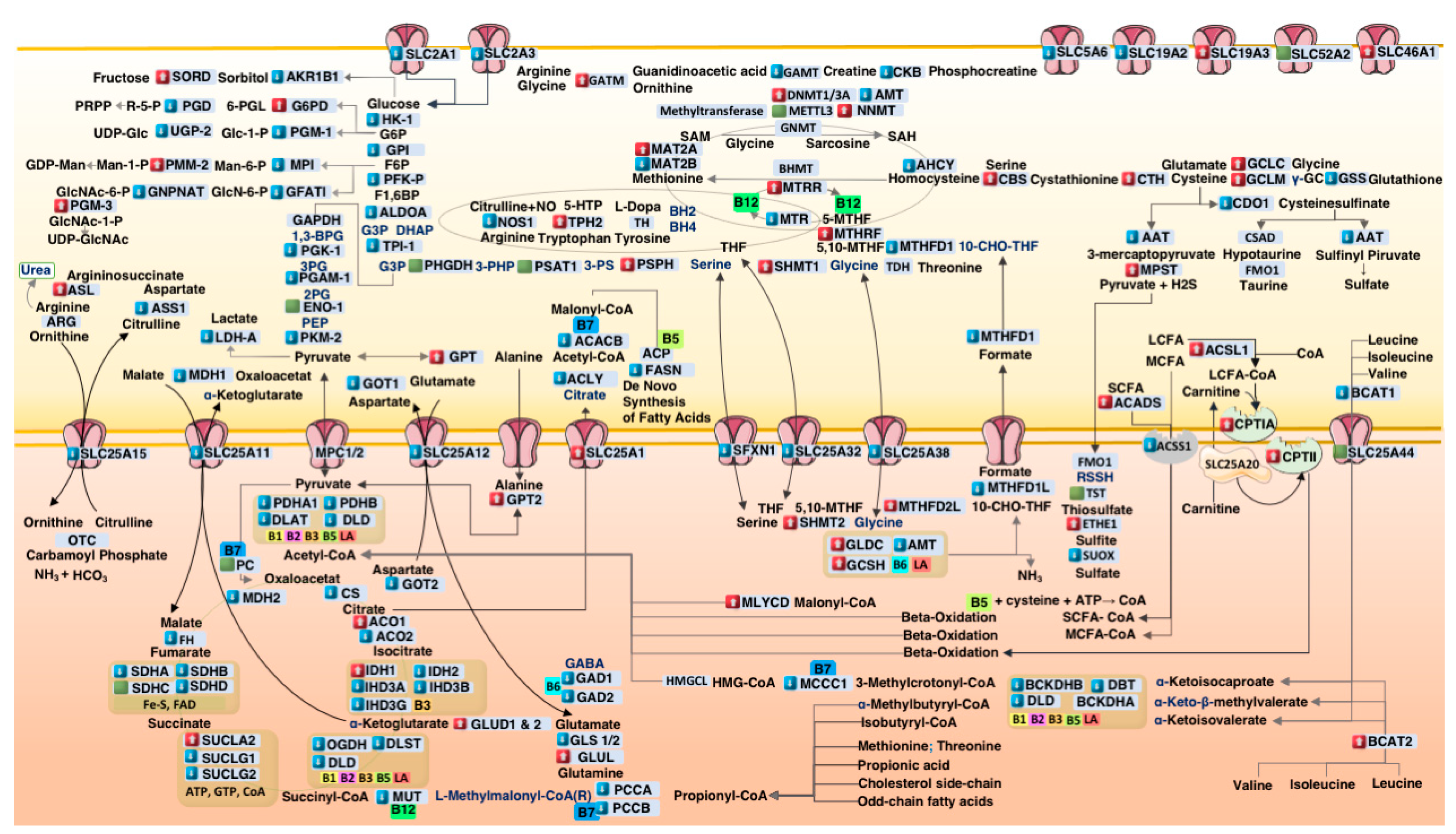 Metabolites 15 00399 g002