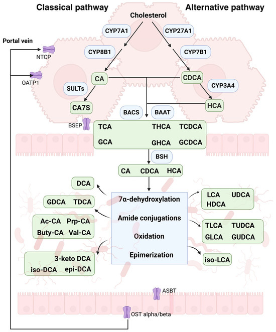 Bile Acids and Type 2 Diabetes: Roles in Glucose Homeostasis