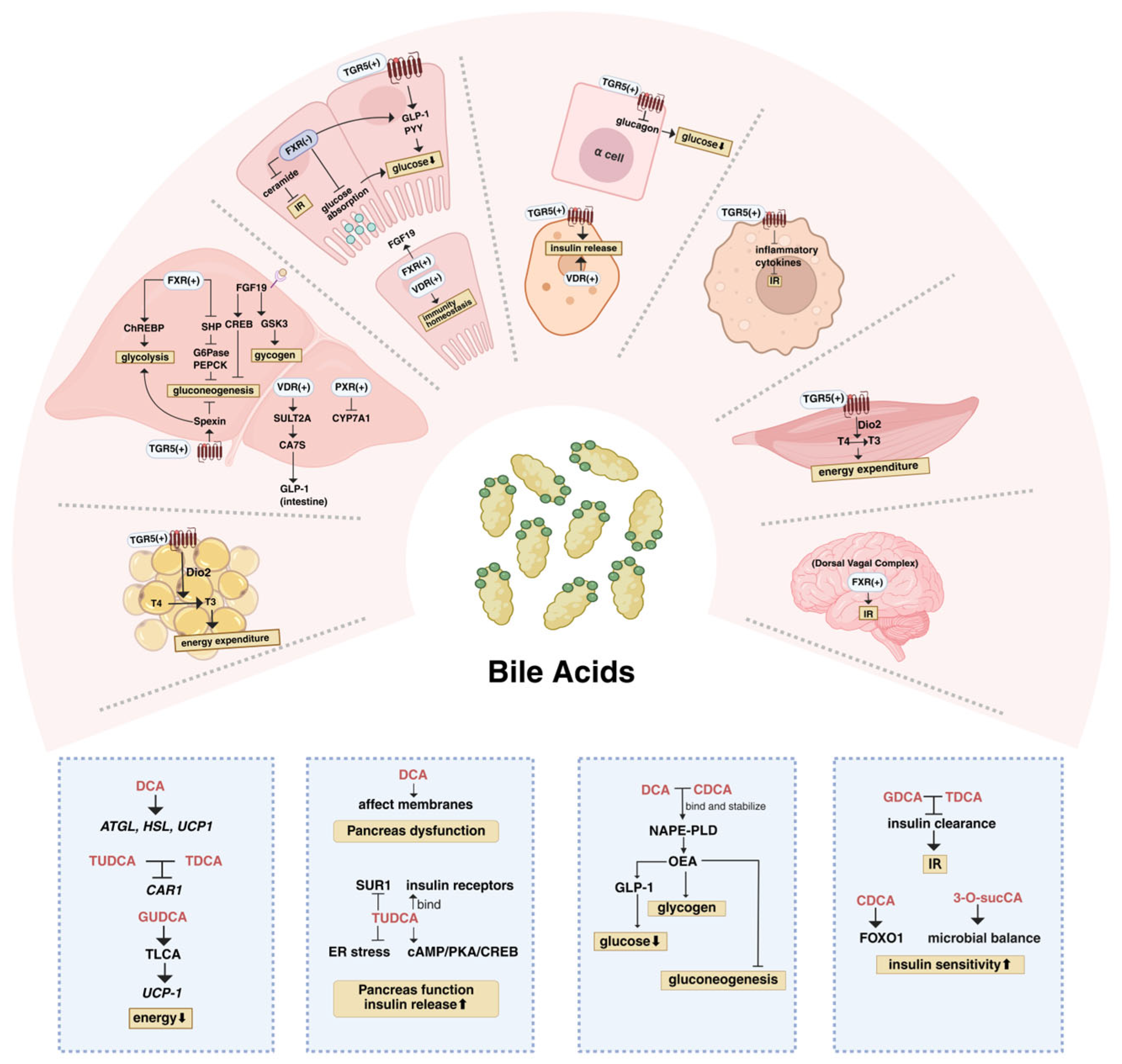 Full-Length Transcriptome Analysis of Sesbania cannabina