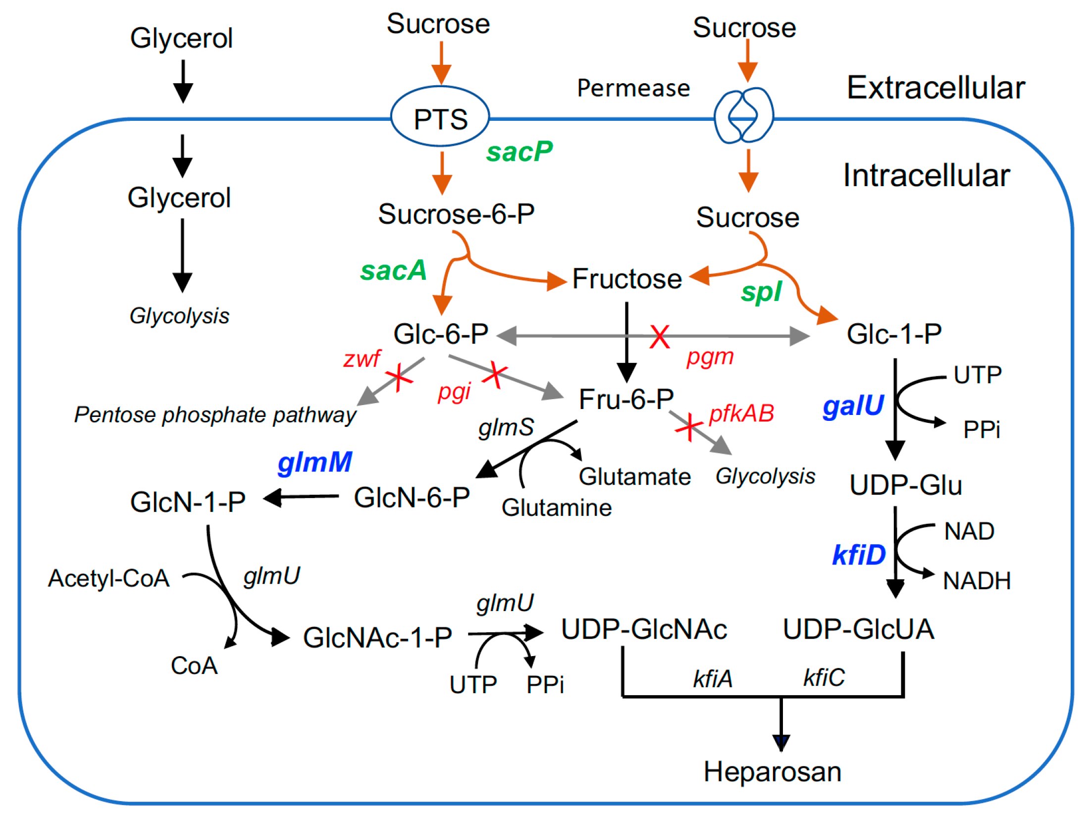 Metabolites 15 00410 g001