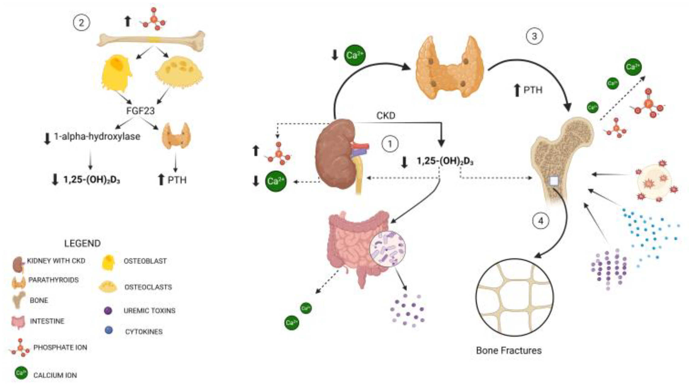 Metabolites 15 00460 g001 Metabolites 15 00460 g001