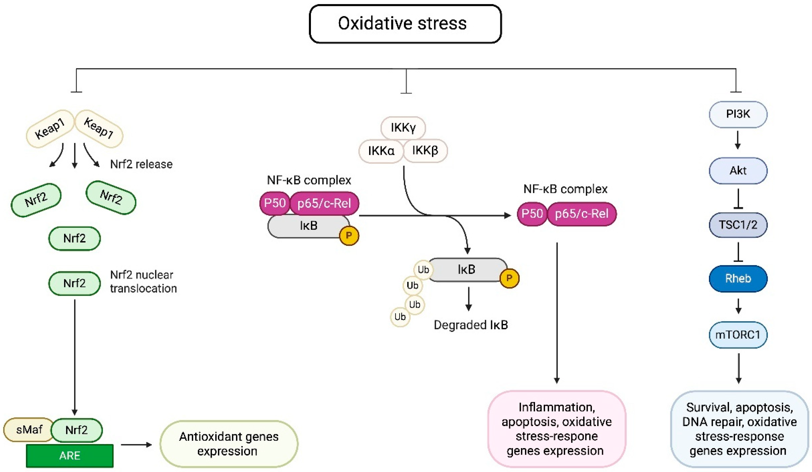 The Complexity of Oxidative Stress in Human Age-Related