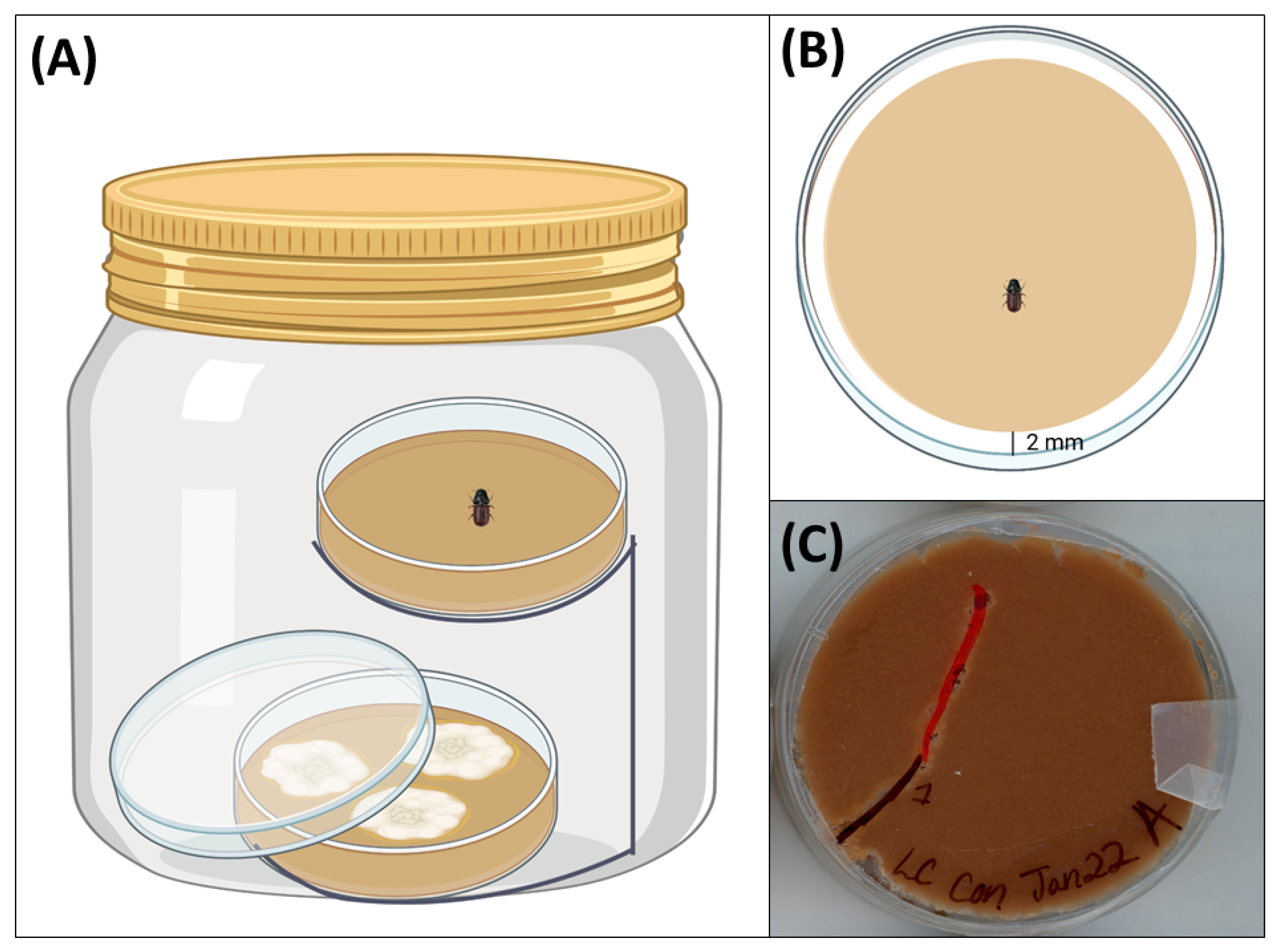 Metabolites 15 00488 g002