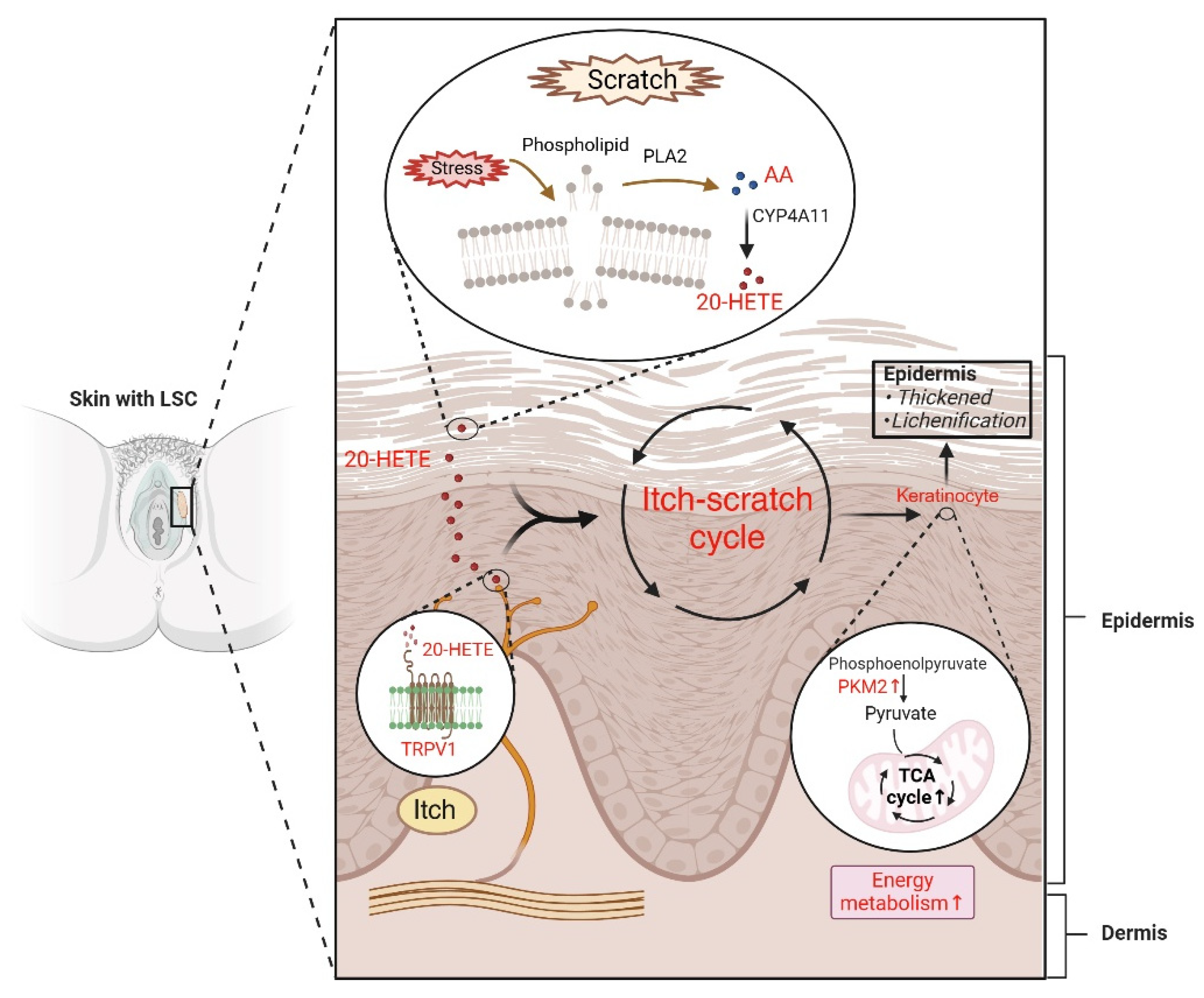 Metabolites 15 00566 g008 Metabolites 15 00566 g008