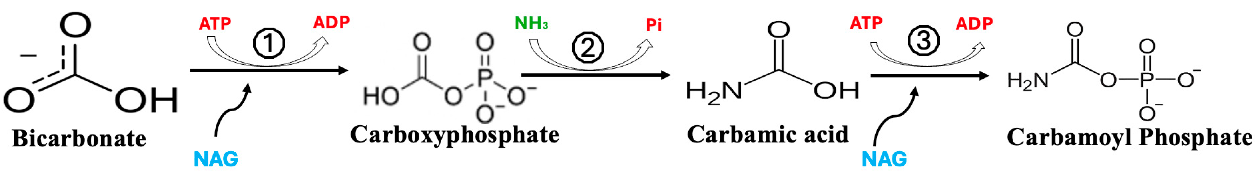 Metabolites 15 00573 g004 Metabolites 15 00573 g004