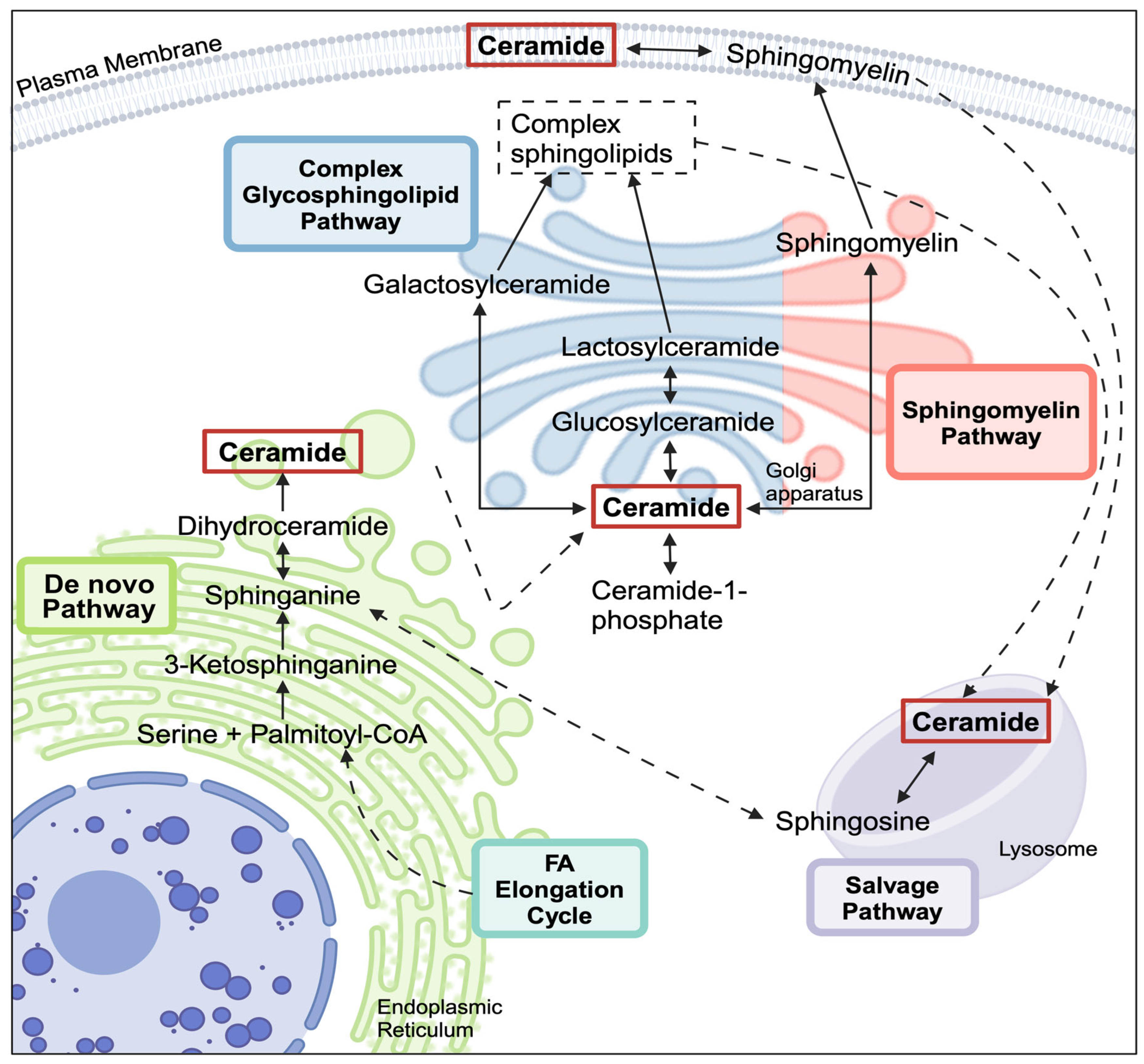 Metabolites 15 00584 g001 Metabolites 15 00584 g001