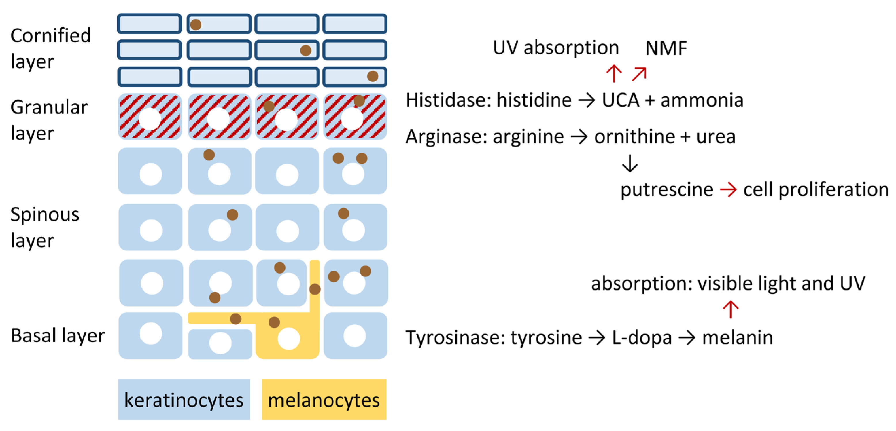 Metabolites 15 00601 g001