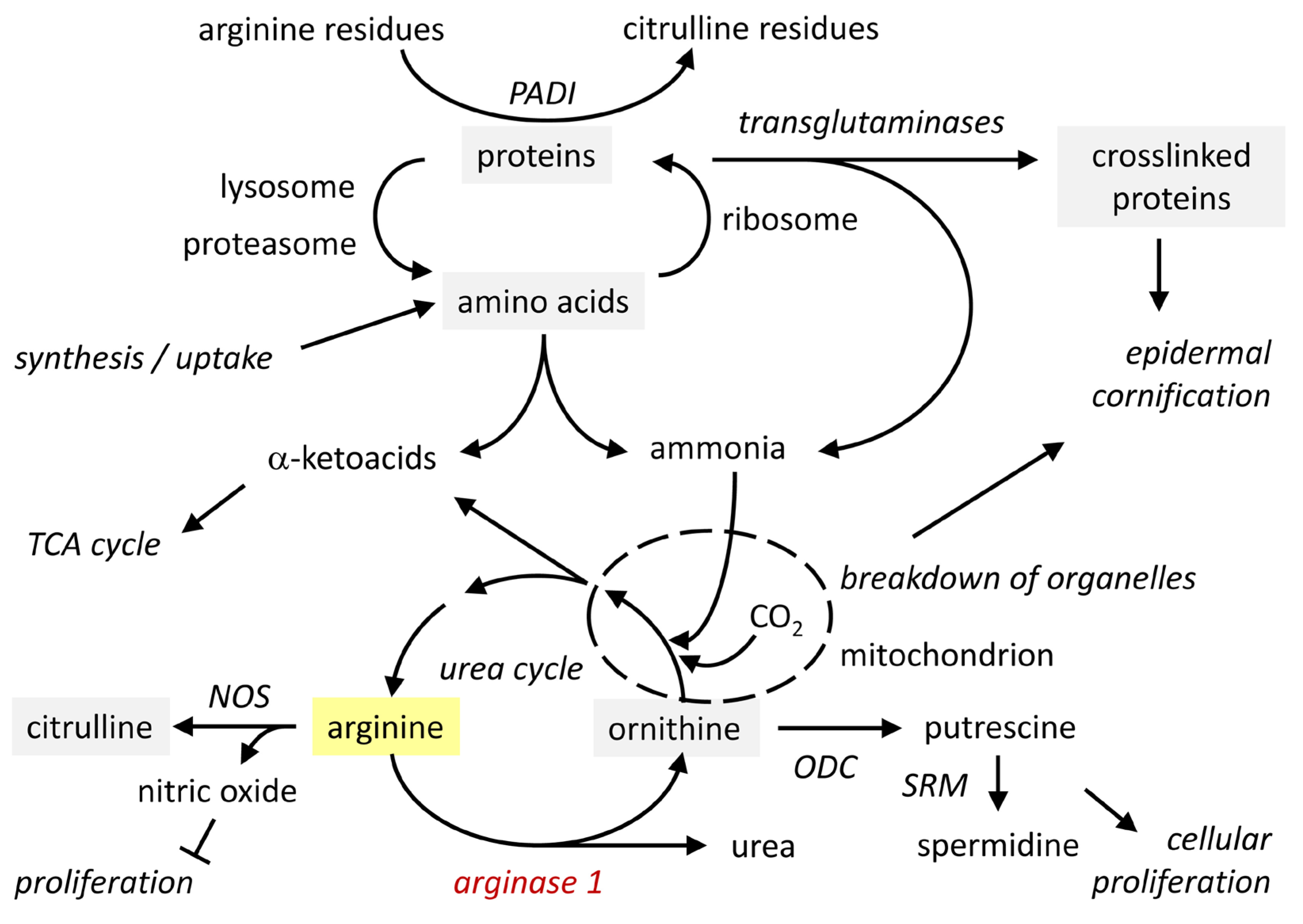 Metabolites 15 00601 g003