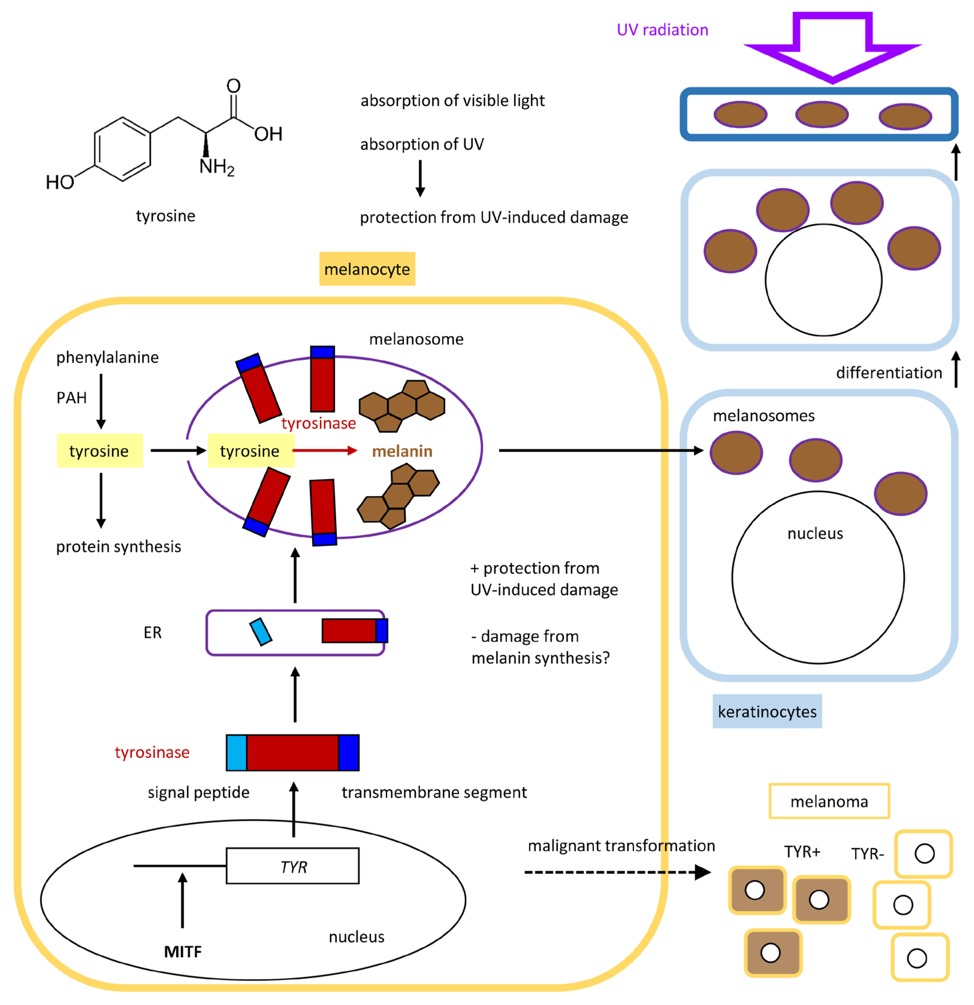 Metabolites 15 00601 g005