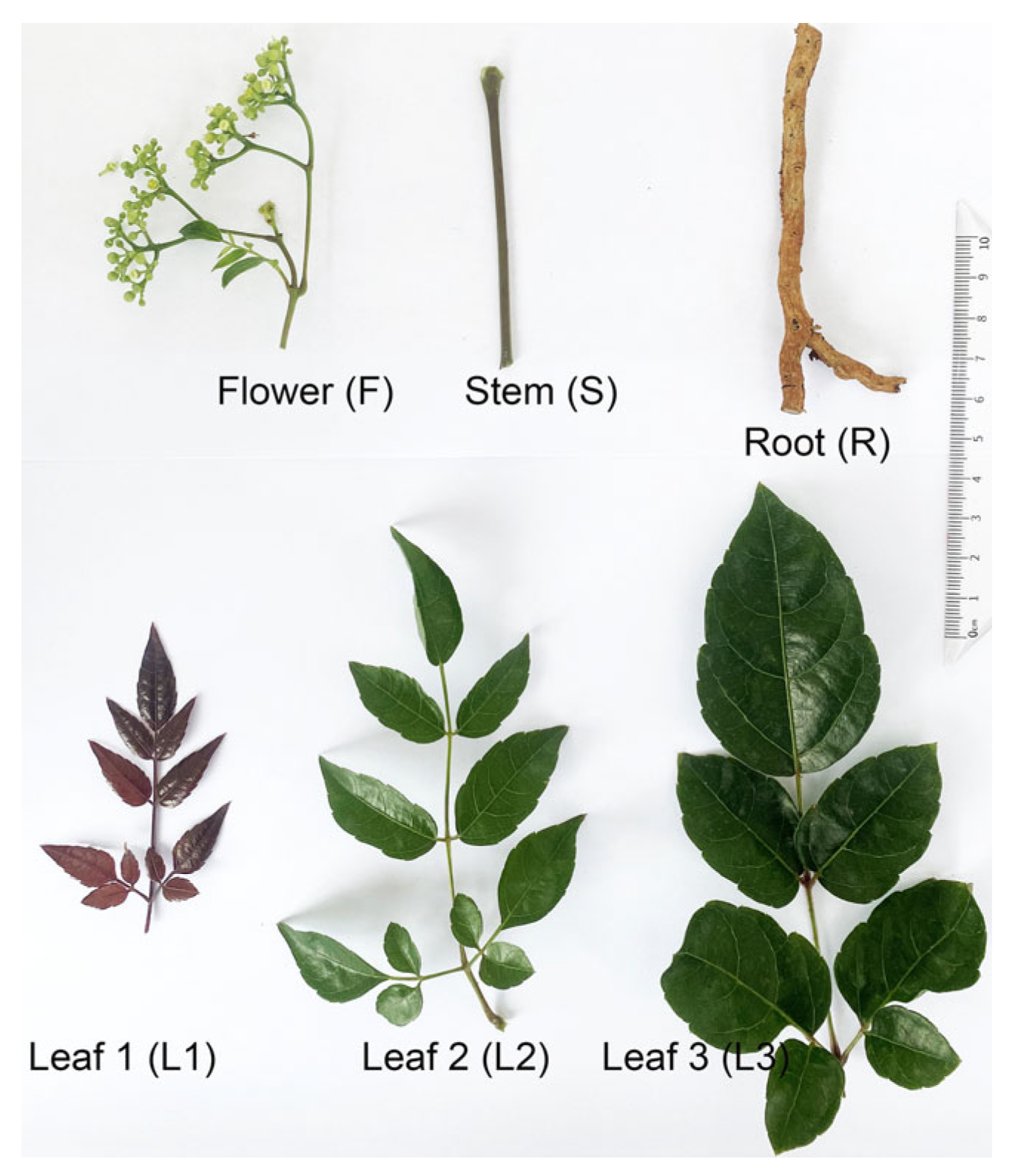 Metabolites 15 00604 g001