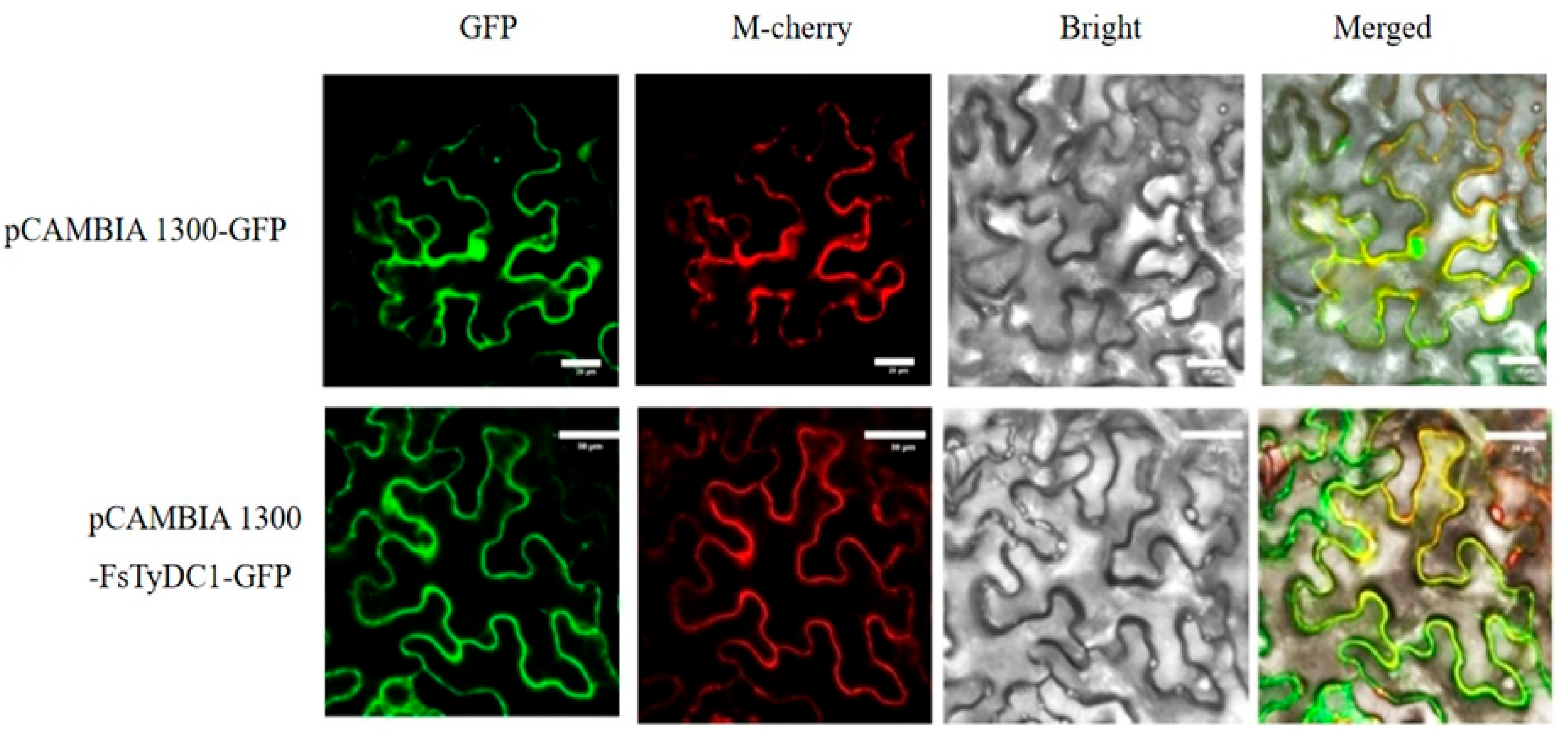 Metabolites 15 00628 g004