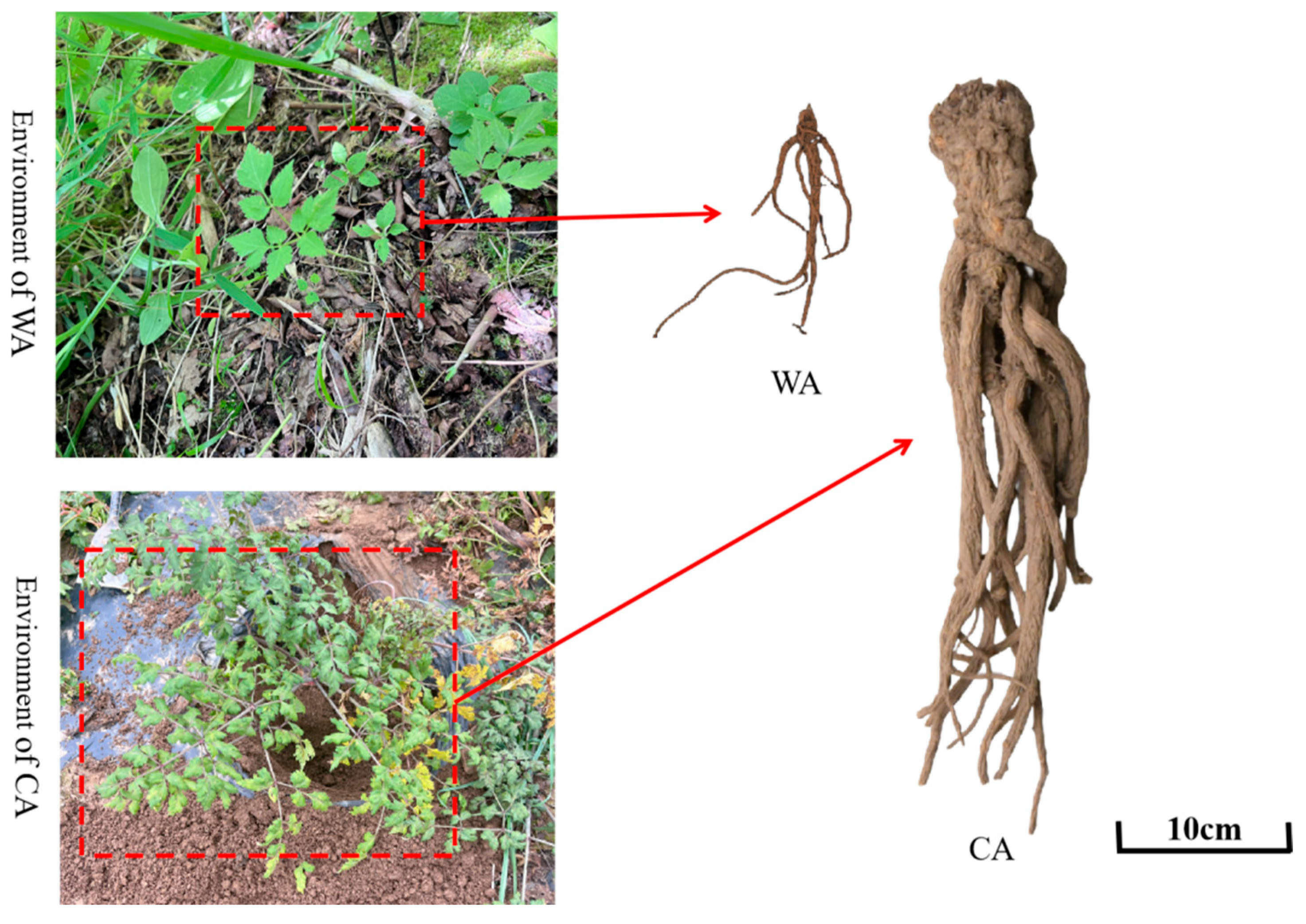 Metabolites 15 00633 g001