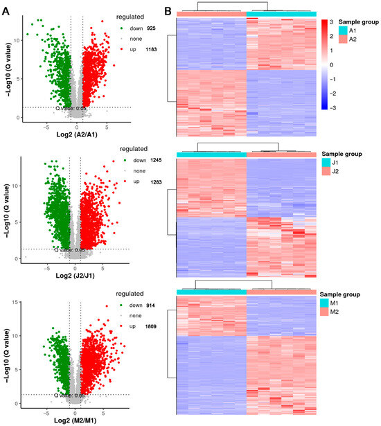 Integrated Transcriptomic and Metabolomic Insights into Flavor