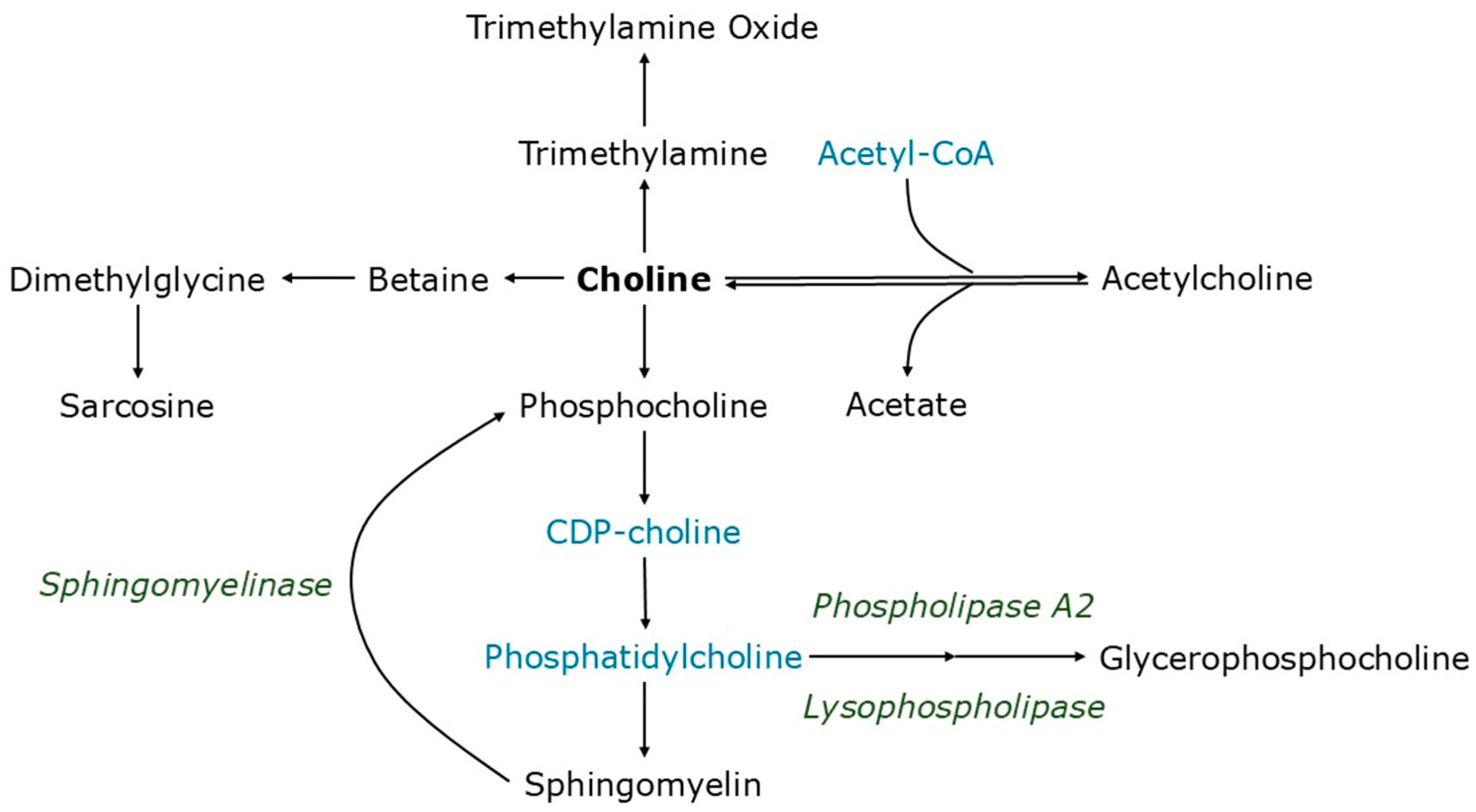 Metabolites 15 00662 g001 Metabolites 15 00662 g001