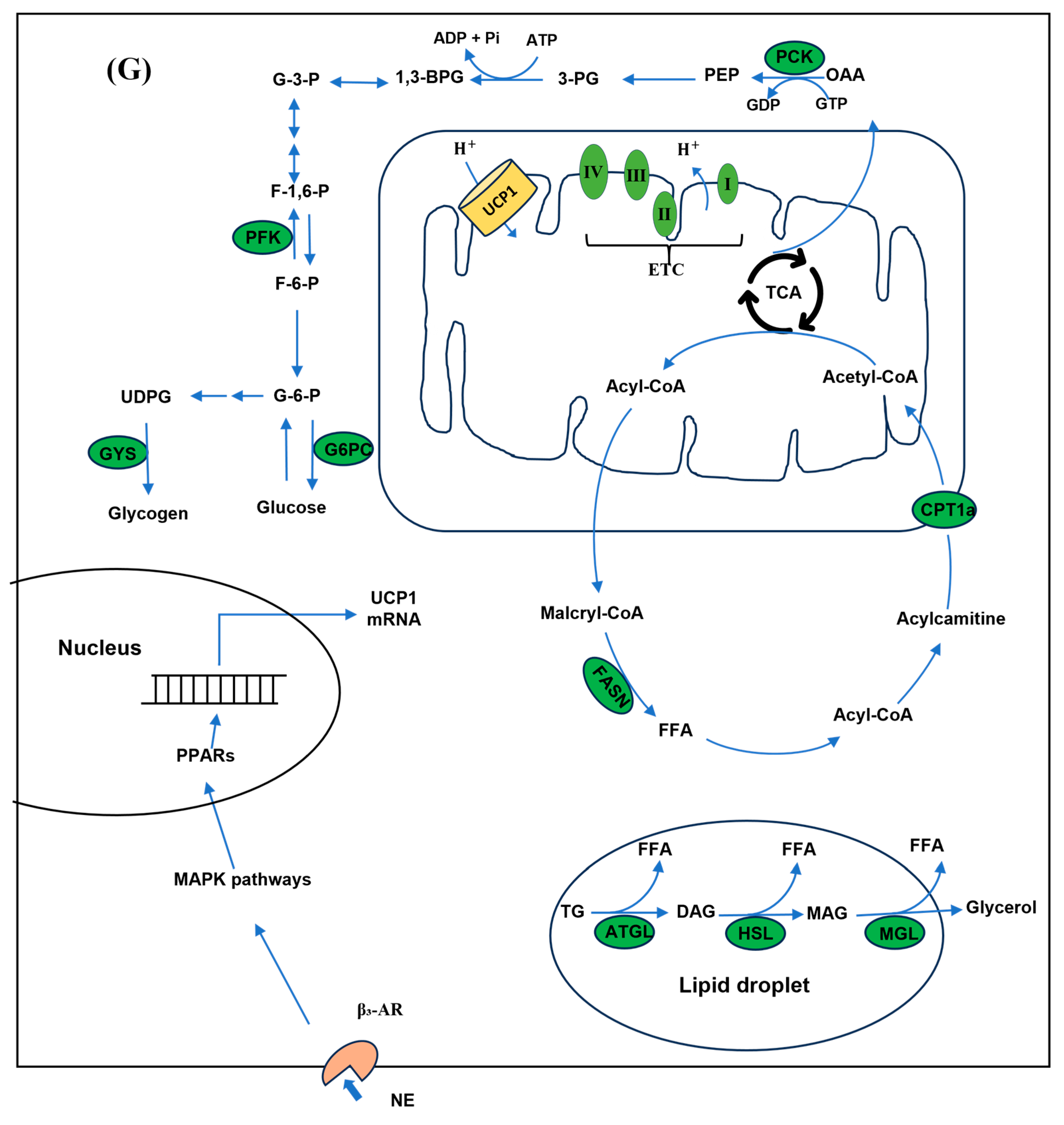 Metabolites 15 00668 g003b