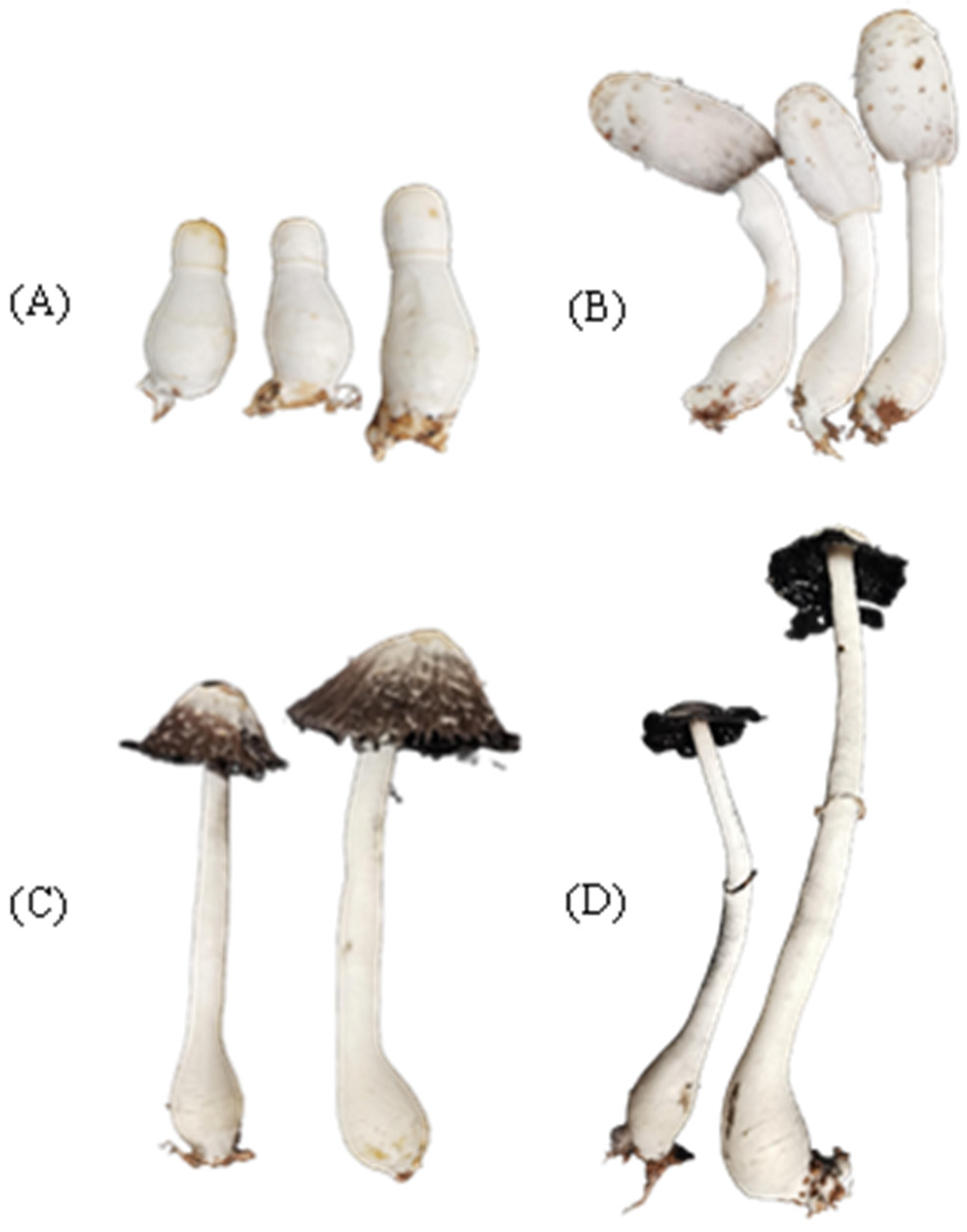 Metabolites 15 00703 g001