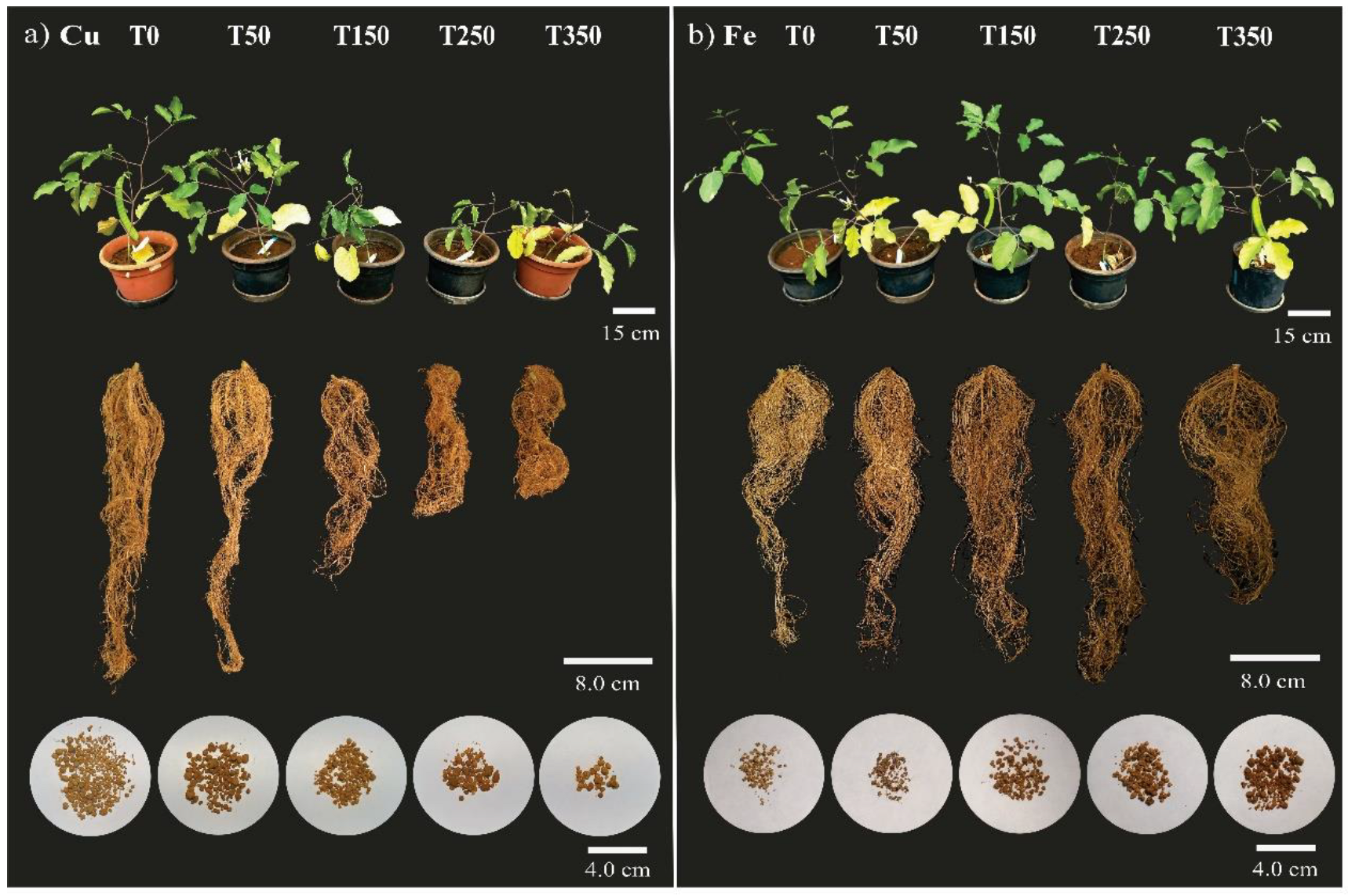 Metabolites 15 00706 g005 Metabolites 15 00706 g005