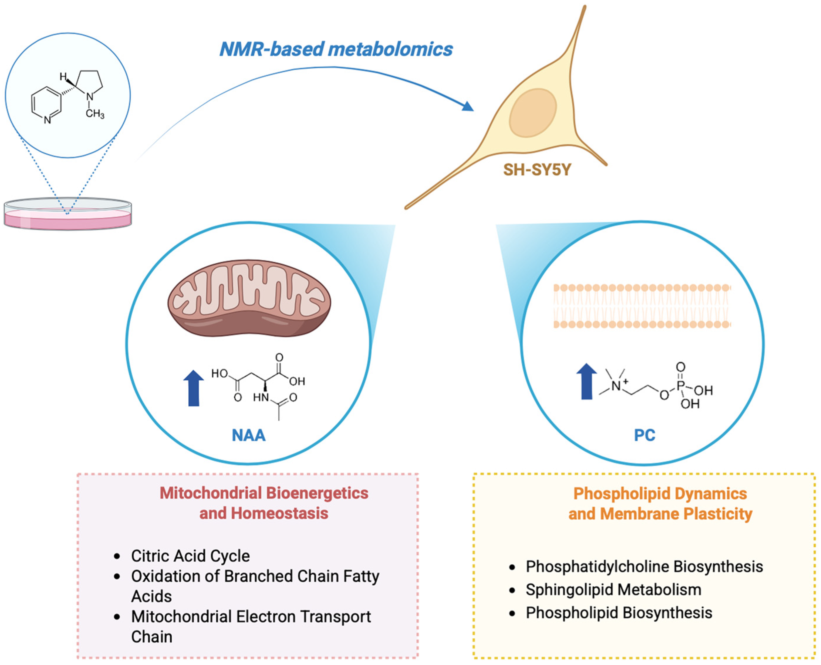 Metabolites 15 00752 g007