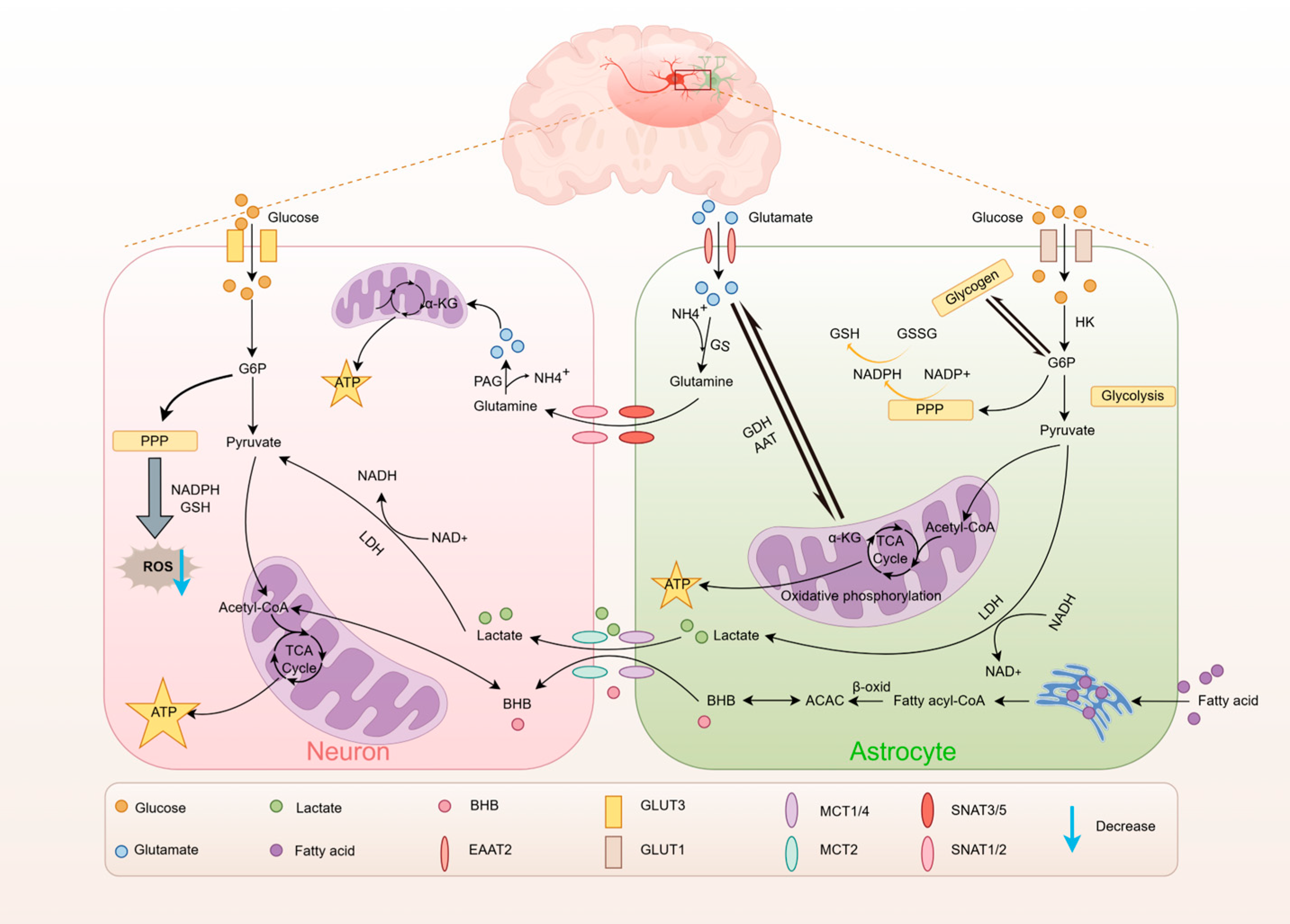 Metabolites 15 00755 g001