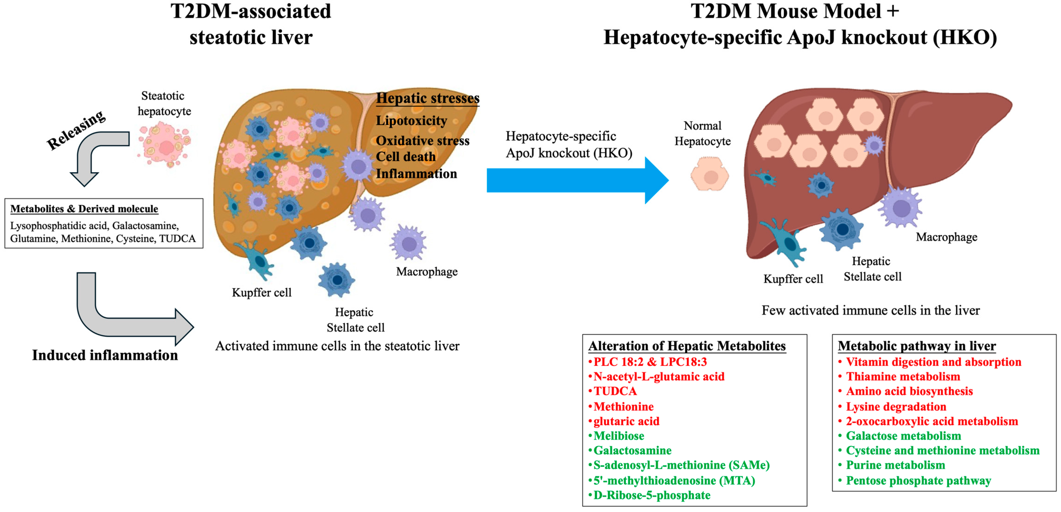 Metabolites 15 00761 g005