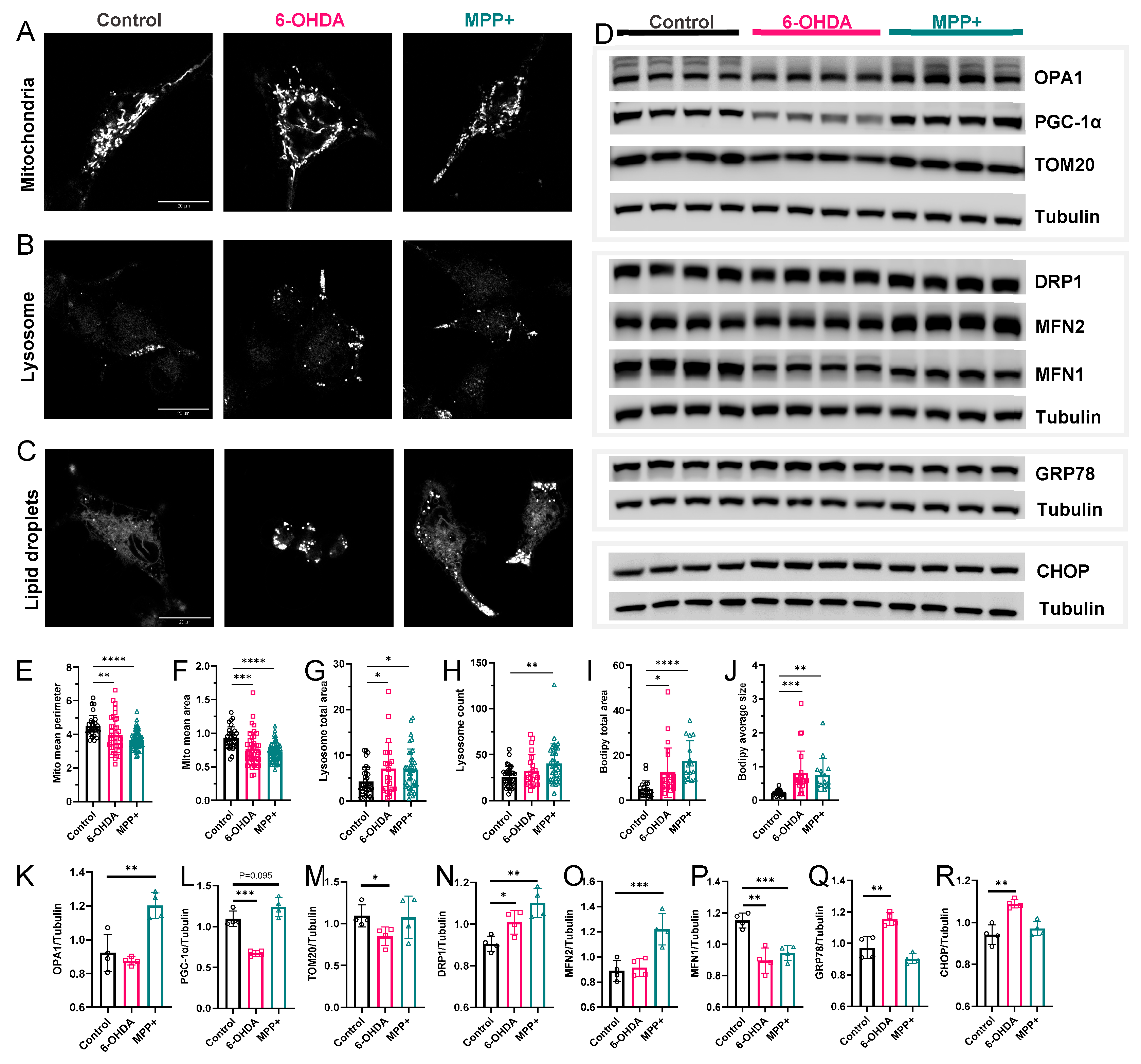 Metabolites 15 00781 g006 Metabolites 15 00781 g006