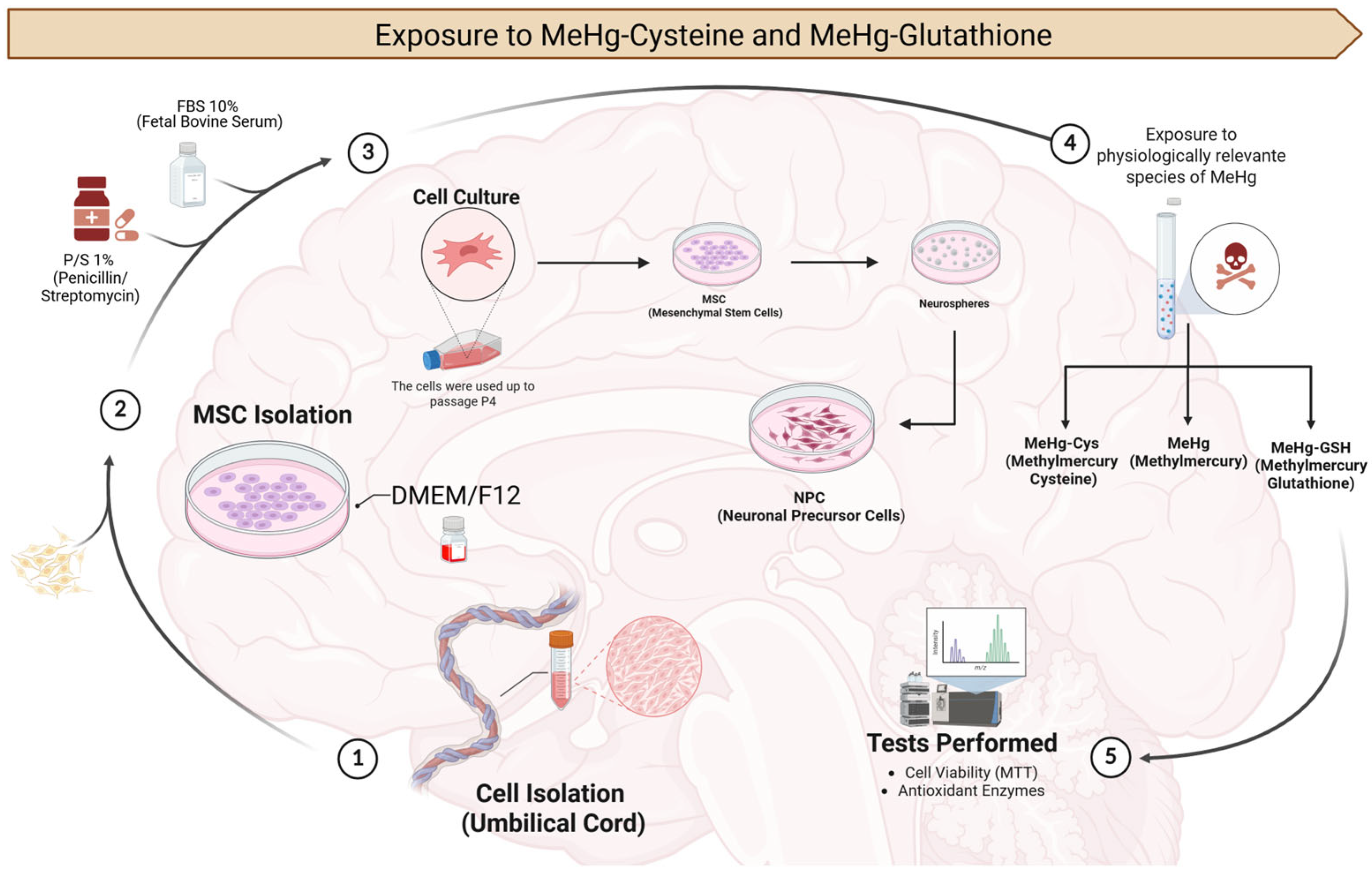 Metabolites 15 00794 g001 Metabolites 15 00794 g001