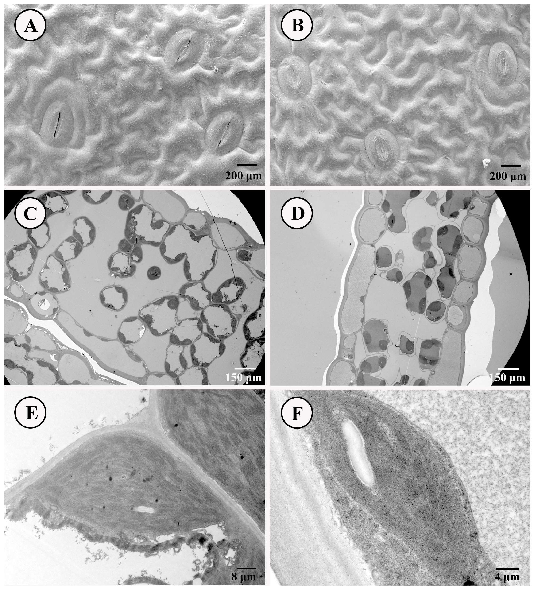 Metabolites 15 00805 g002