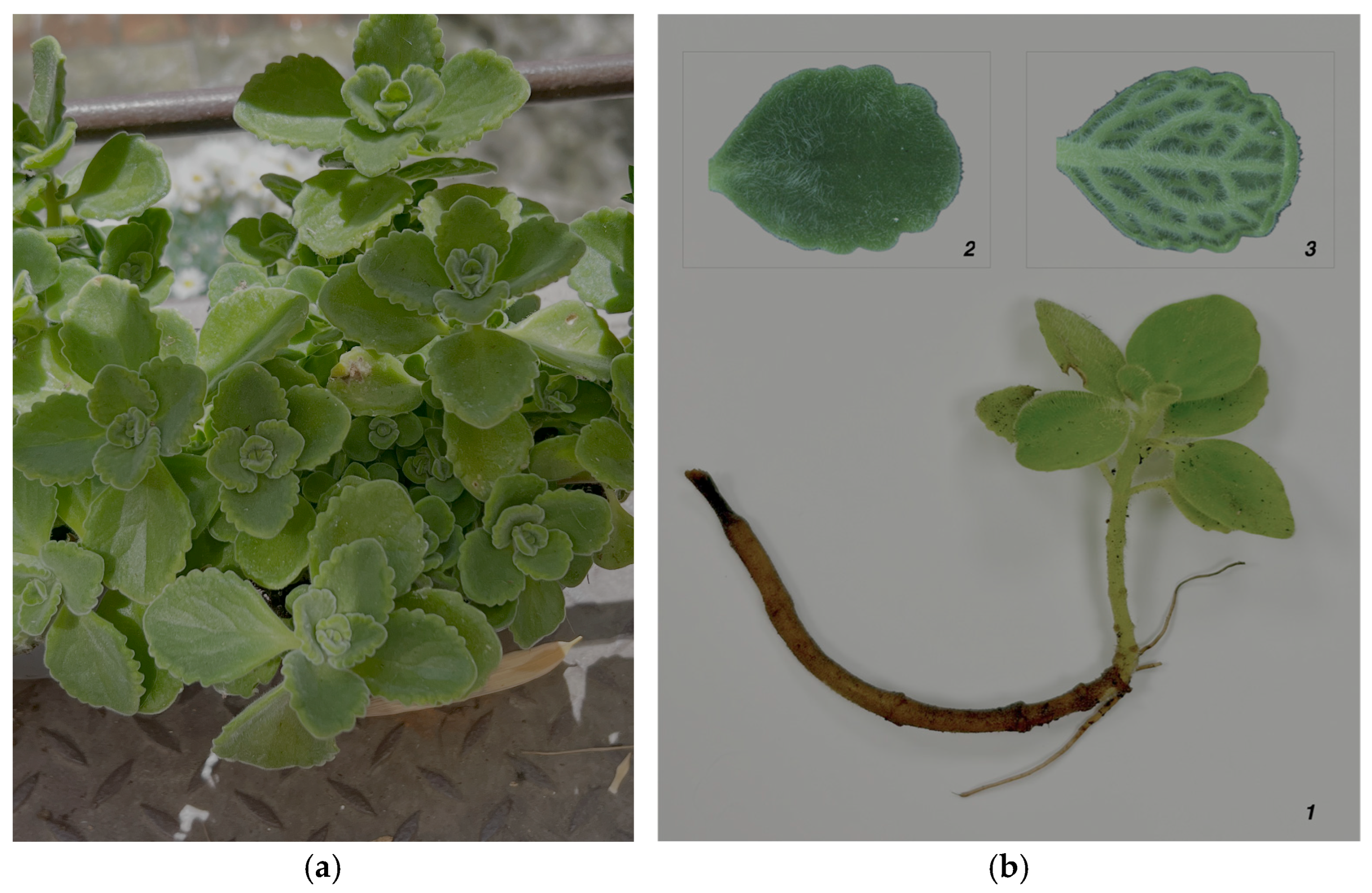 Metabolites 16 00015 g001