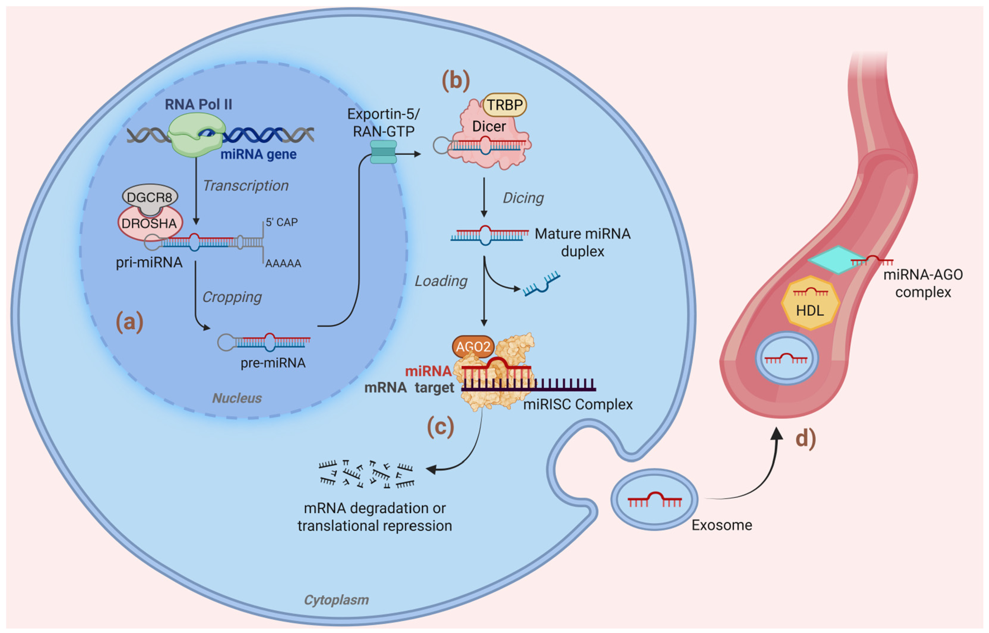 Molecular Mechanisms Associated with Metabolic Dysfunction