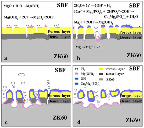 Degradation Behavior of Micro-Arc Oxidized ZK60 Magnesium