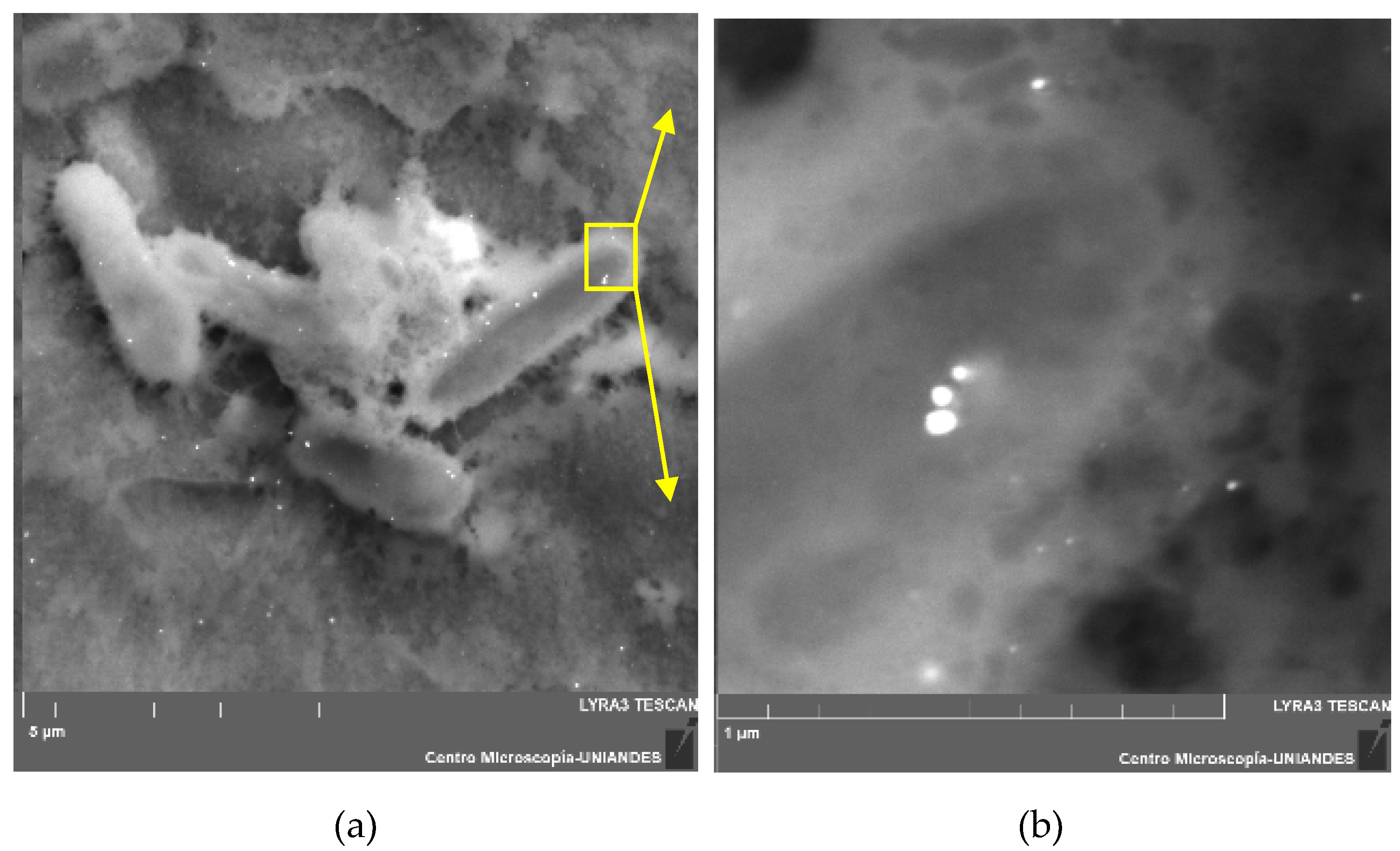 Metals 09 00818 g003a