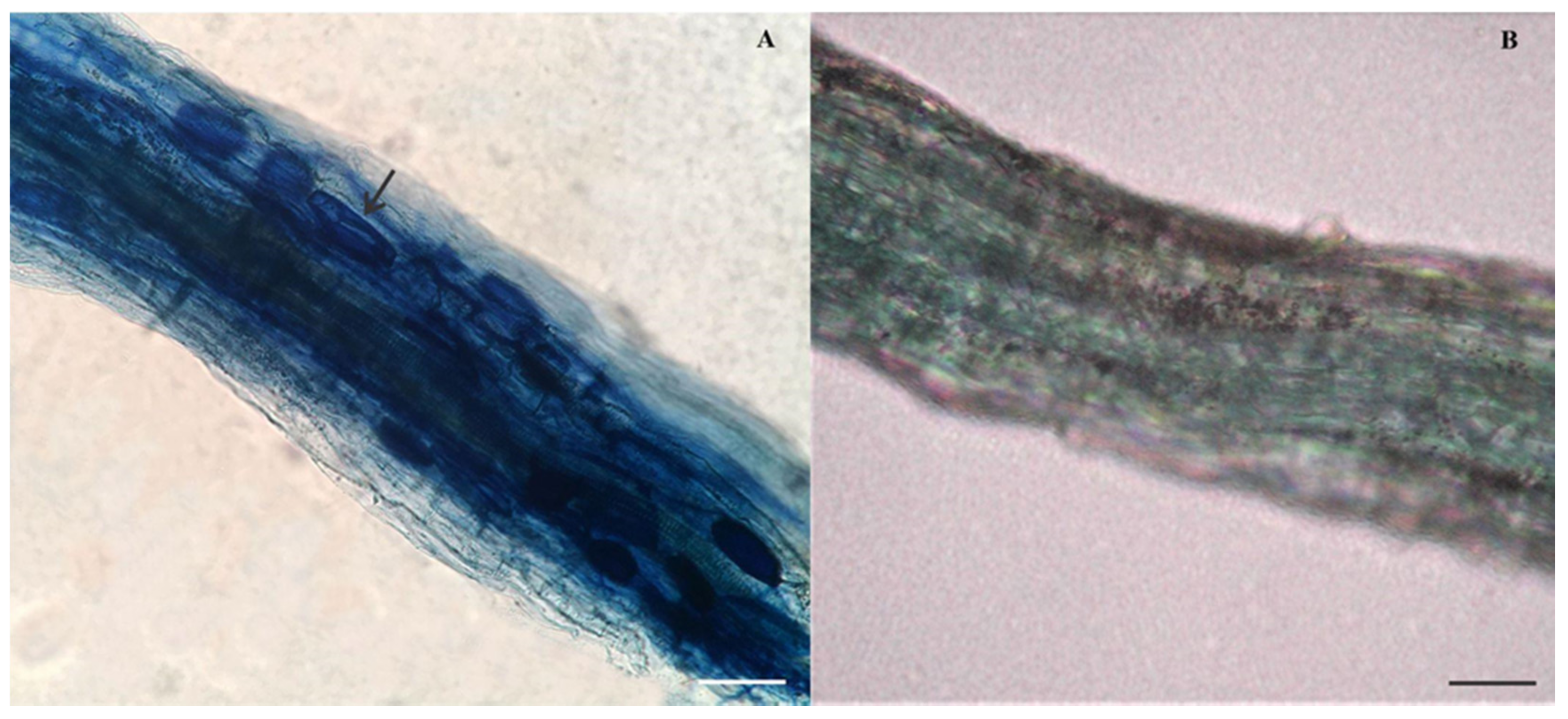 Metals 11 01163 g006