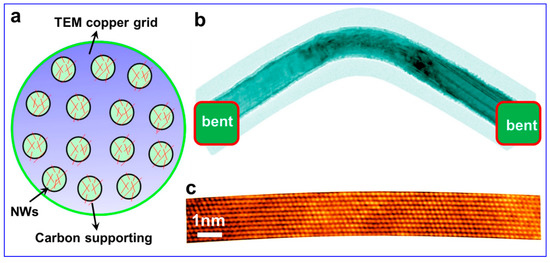 34ルート Full article: Immune cells in liver regeneration: Current