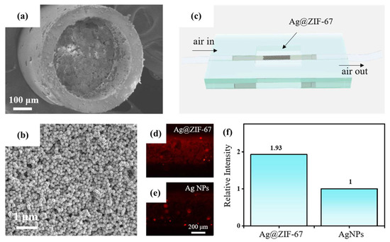 yi Frontiers | Prospects of Inhaled Phage Therapy for