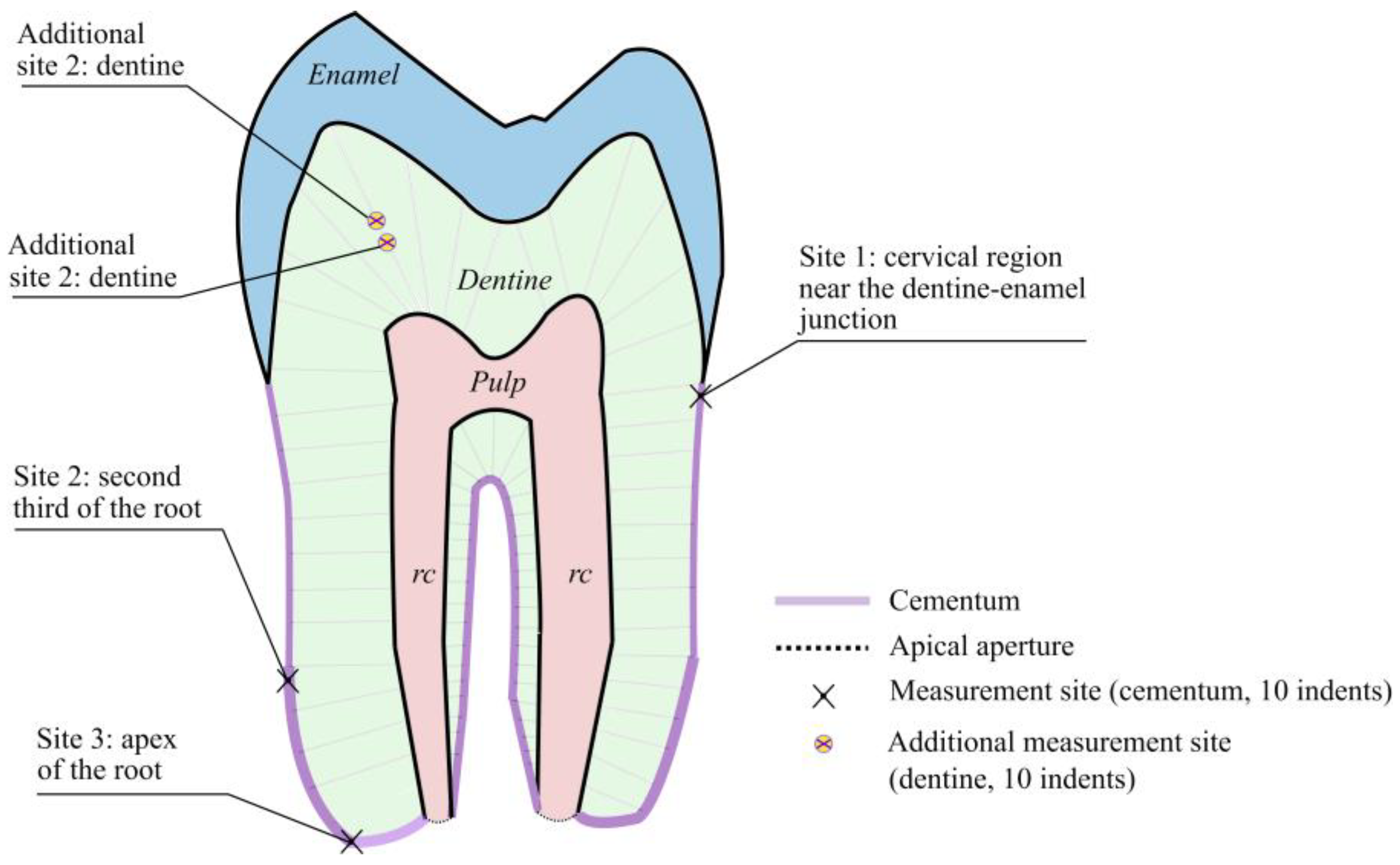 Cementum