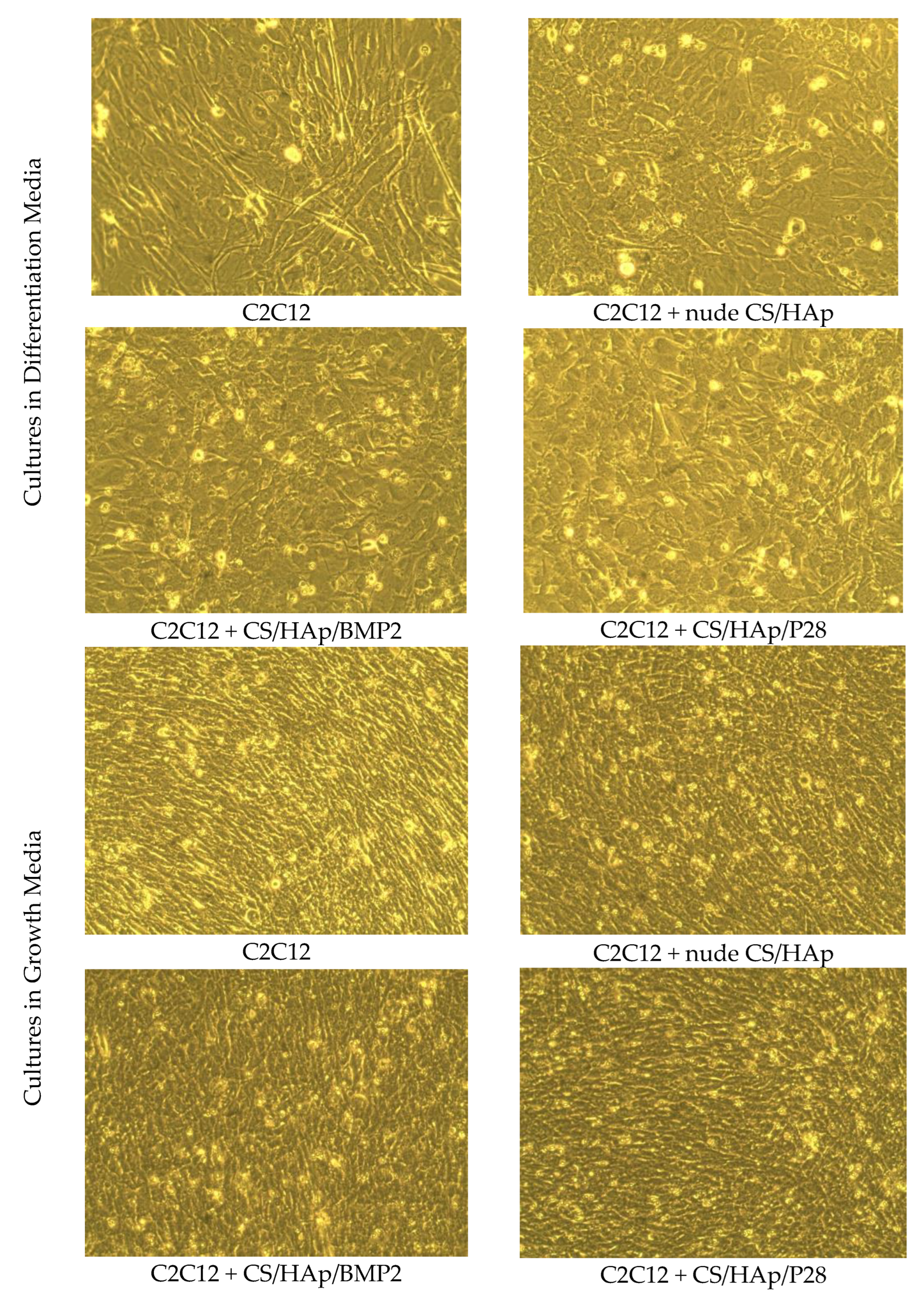 Micro 03 00010 g004 Micro 03 00010 g004