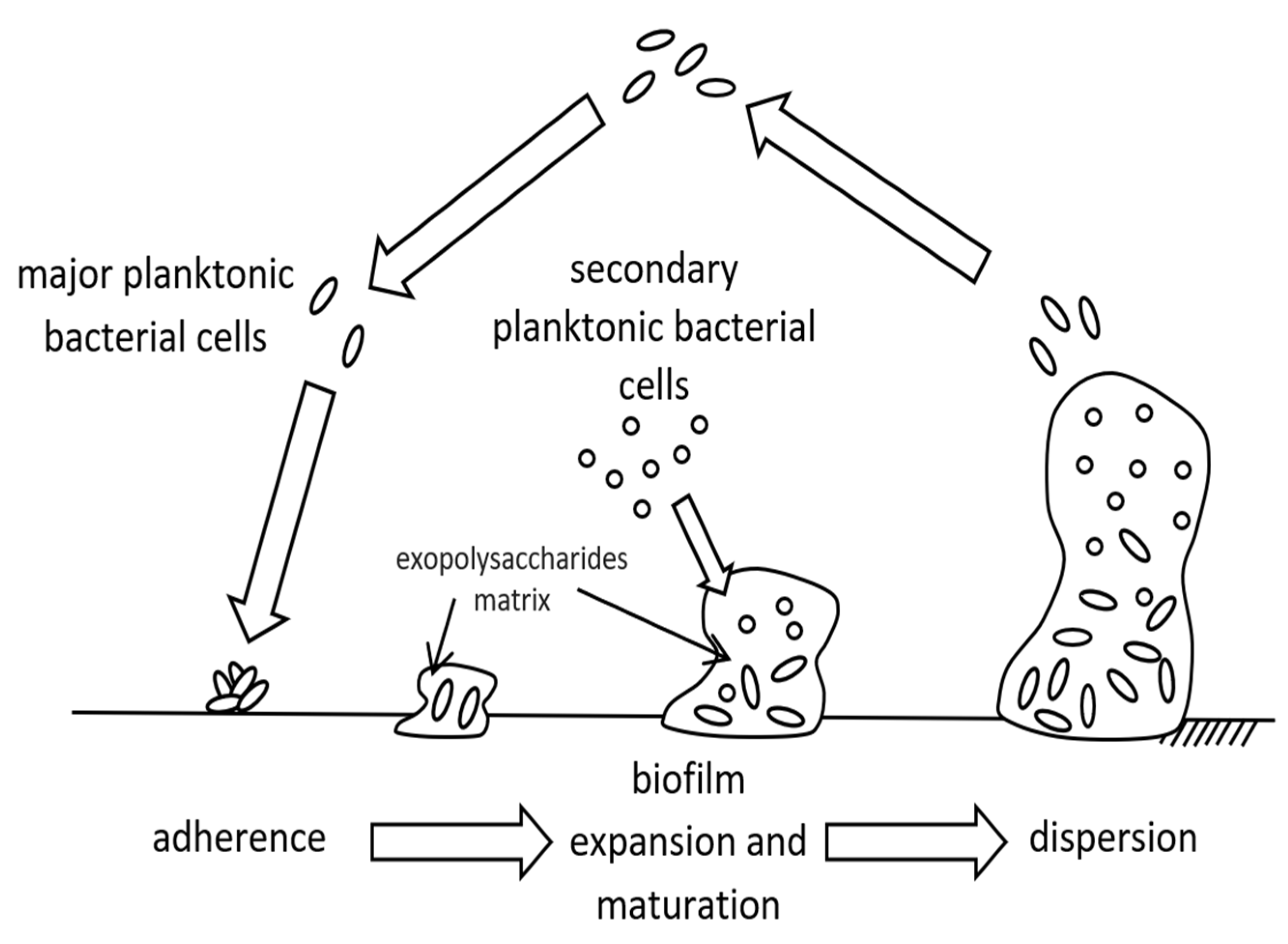 Micro Free FullText The Importance of Biofilms on Microplastic
